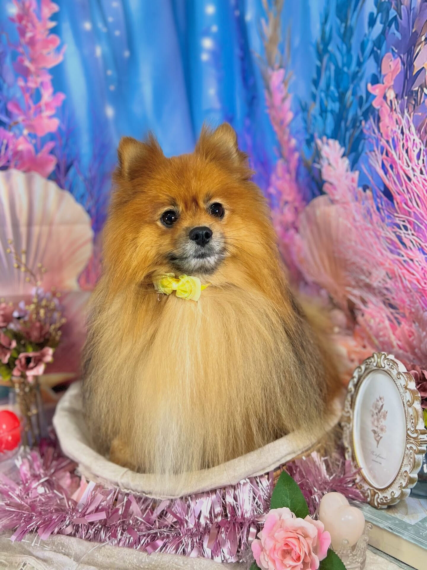 来店いただいた、ポメのごん太くんです🐶✨