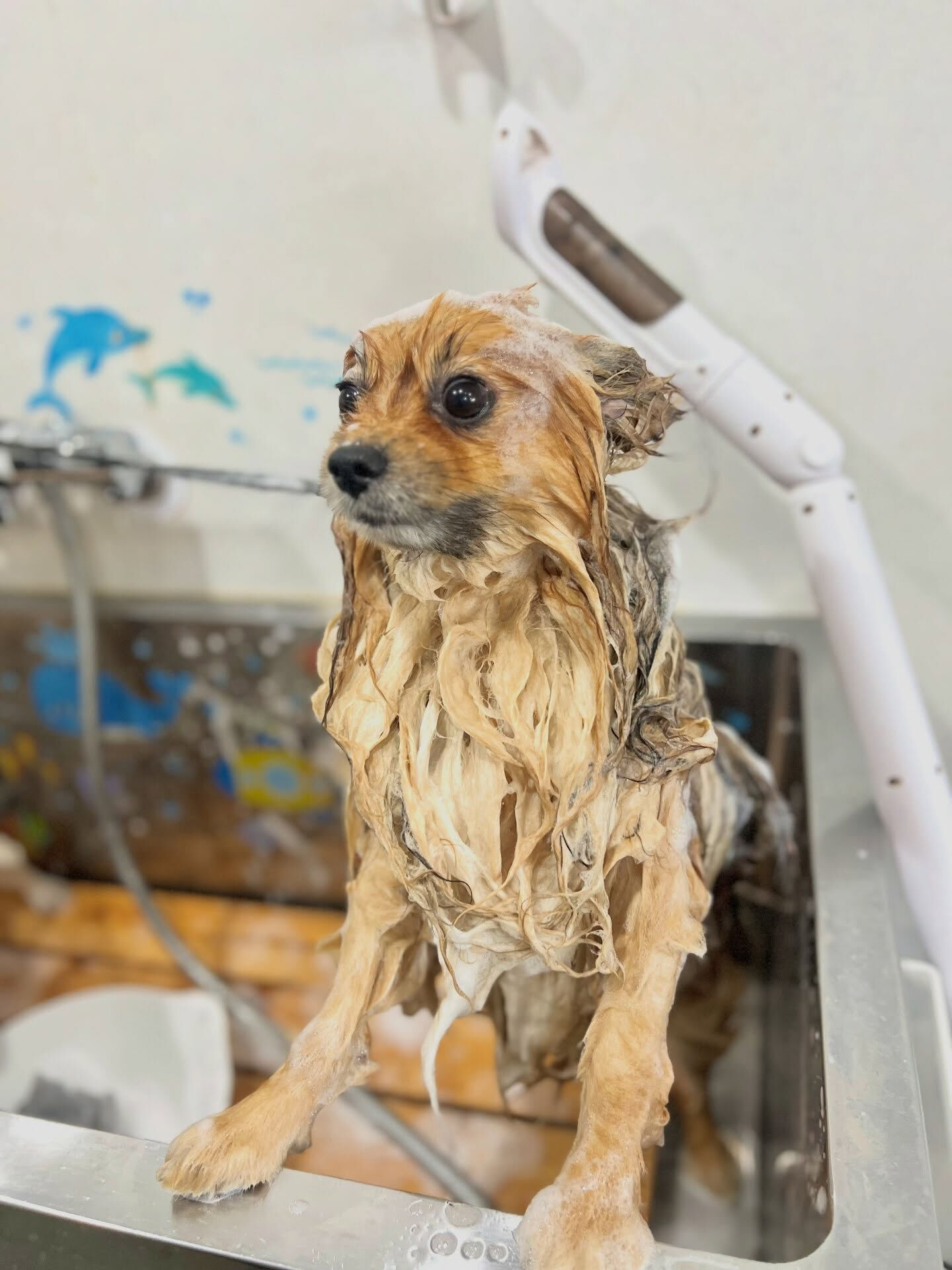 来店いただいた、ポメのごん太くんです🐶✨
