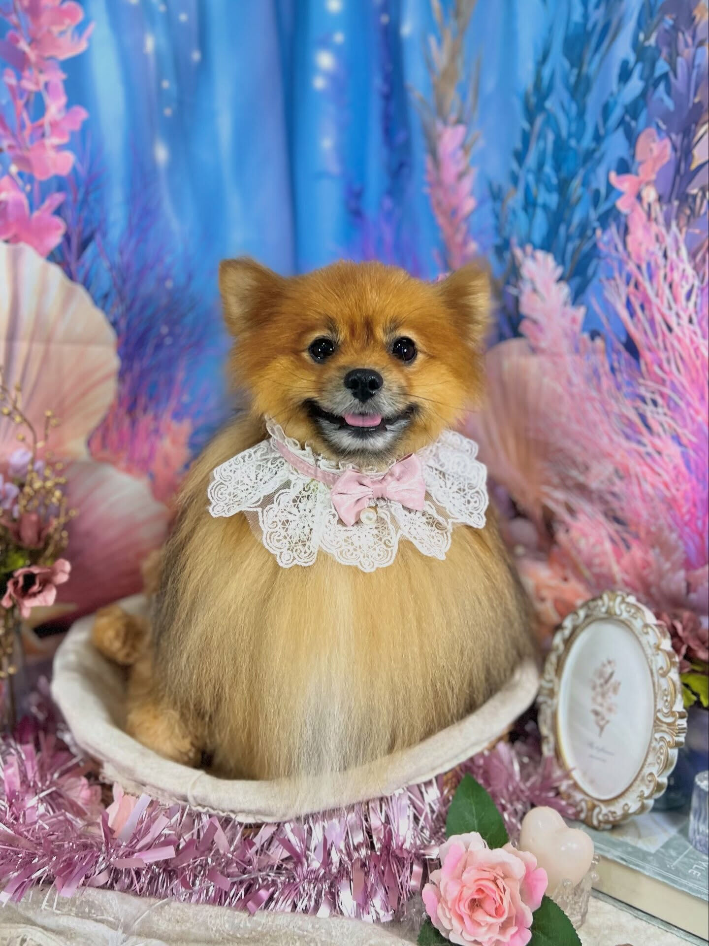 来店いただいた、ポメのごん太くんです🐶✨
