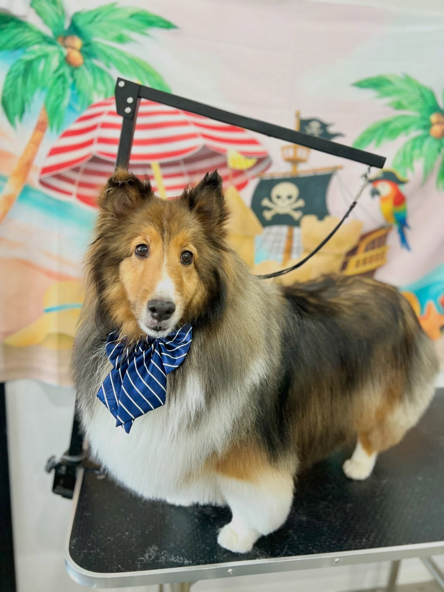 来店いただいた、シェルティのあいちゃんです🐶✨