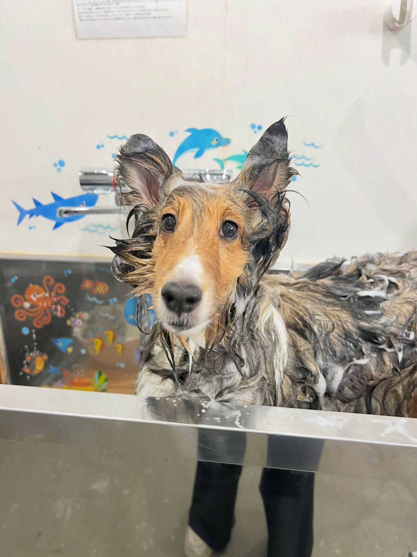 来店いただいた、シェルティのあいちゃんです🐶✨