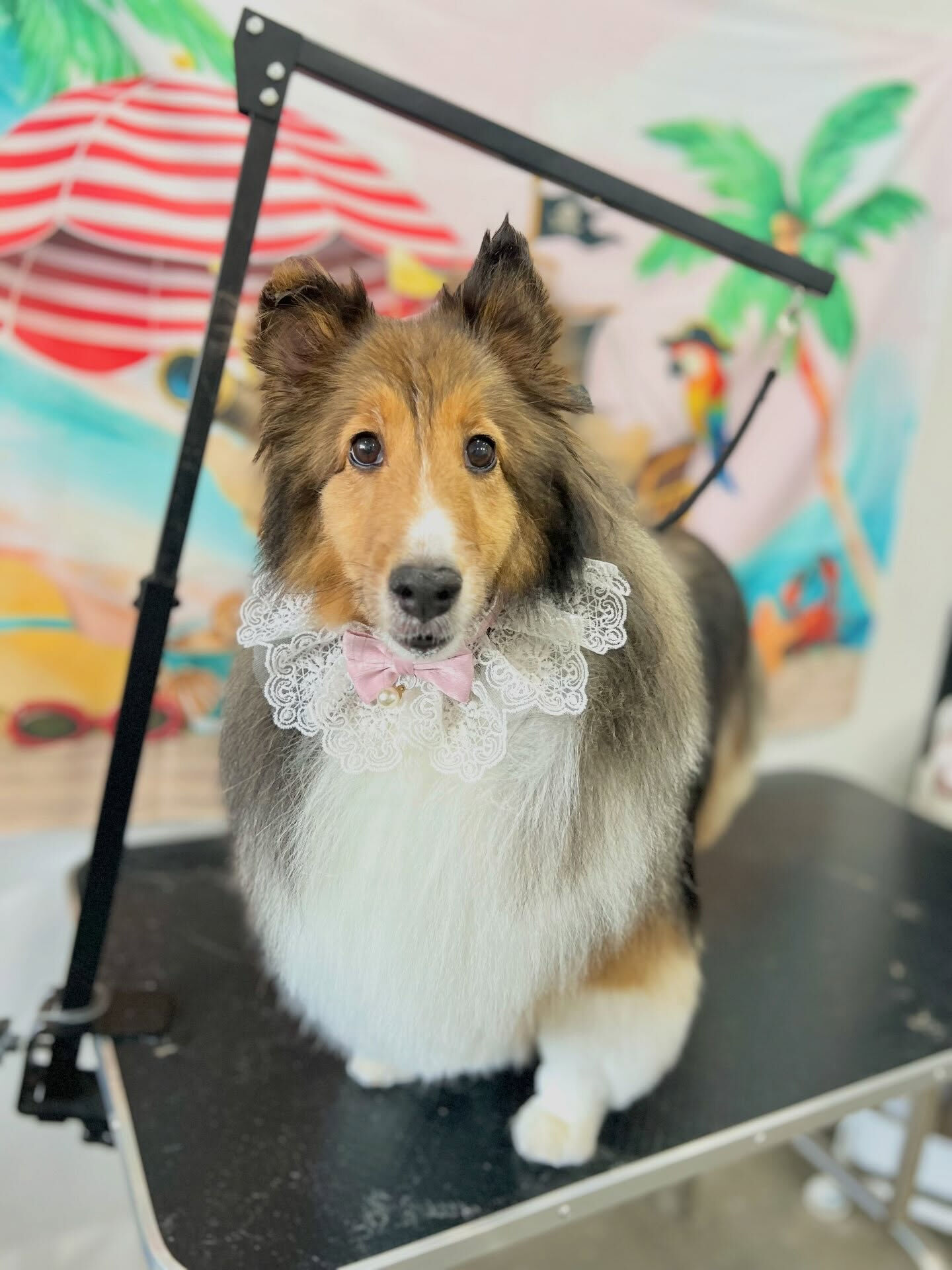 来店いただいた、シェルティのあいちゃんです🐶✨