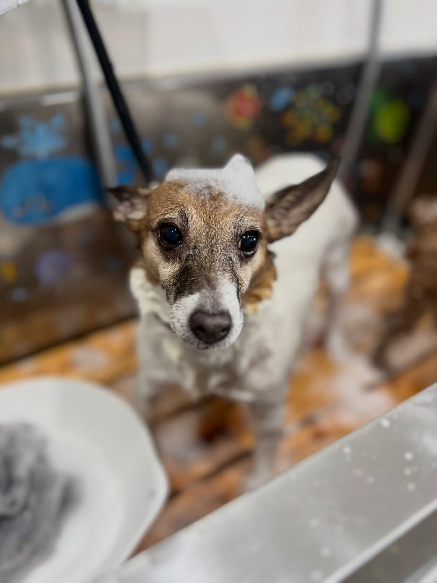 来店いただいた、ジャックラッセルのアイズちゃんです🐶✨
