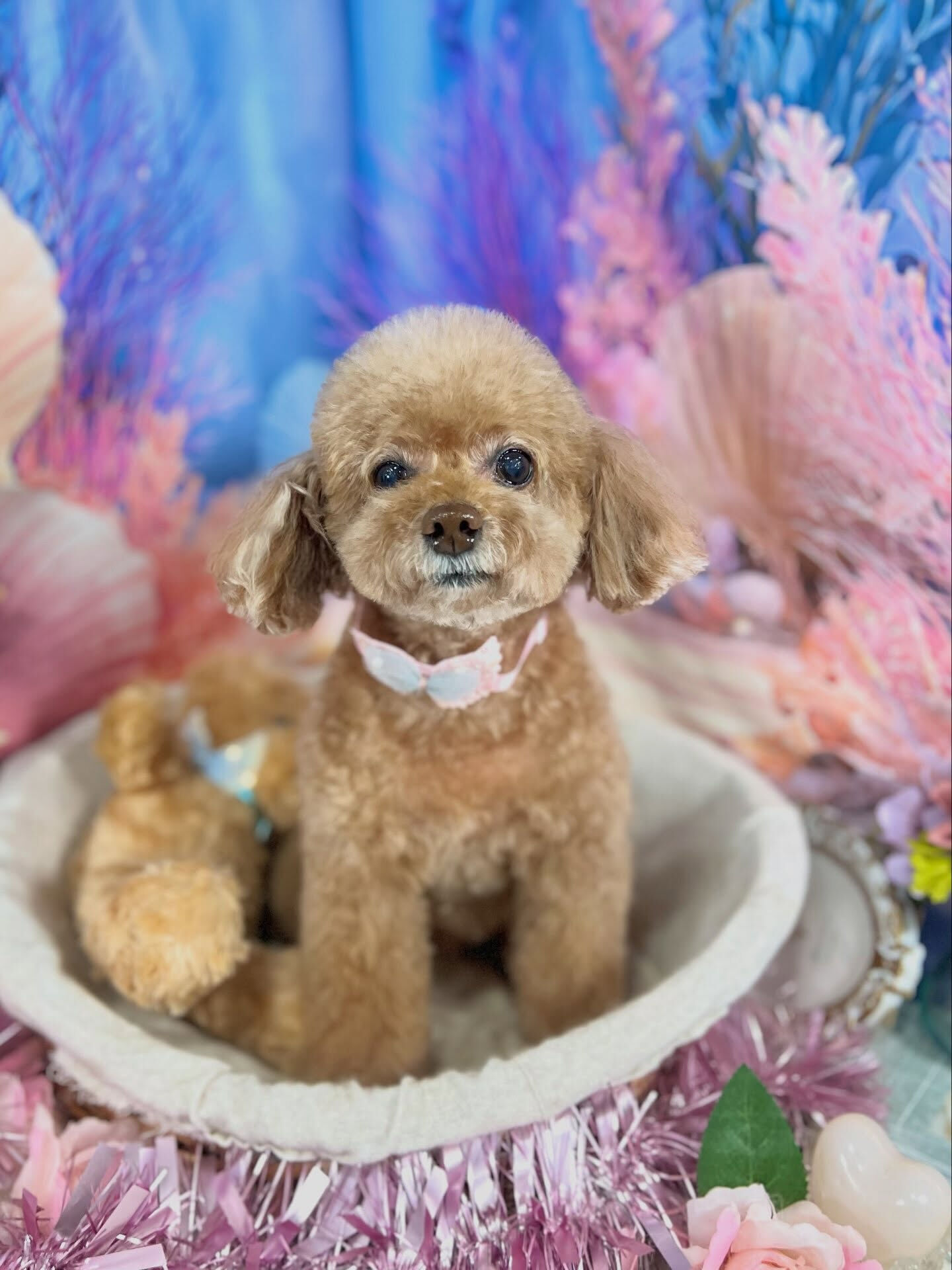 来店いただいた、トイプードルのちこちゃんです🐶✨