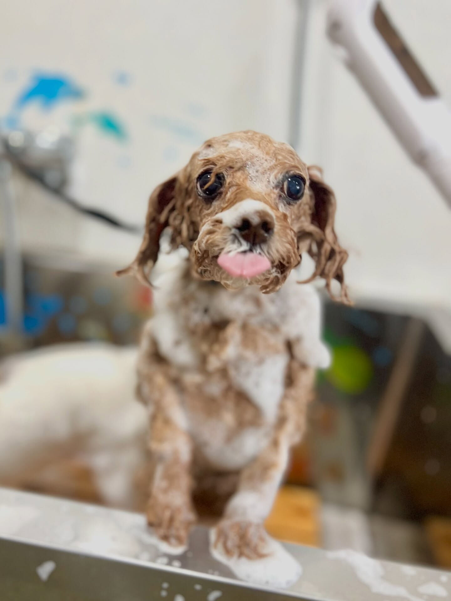 来店いただいた、トイプードルのちこちゃんです🐶✨