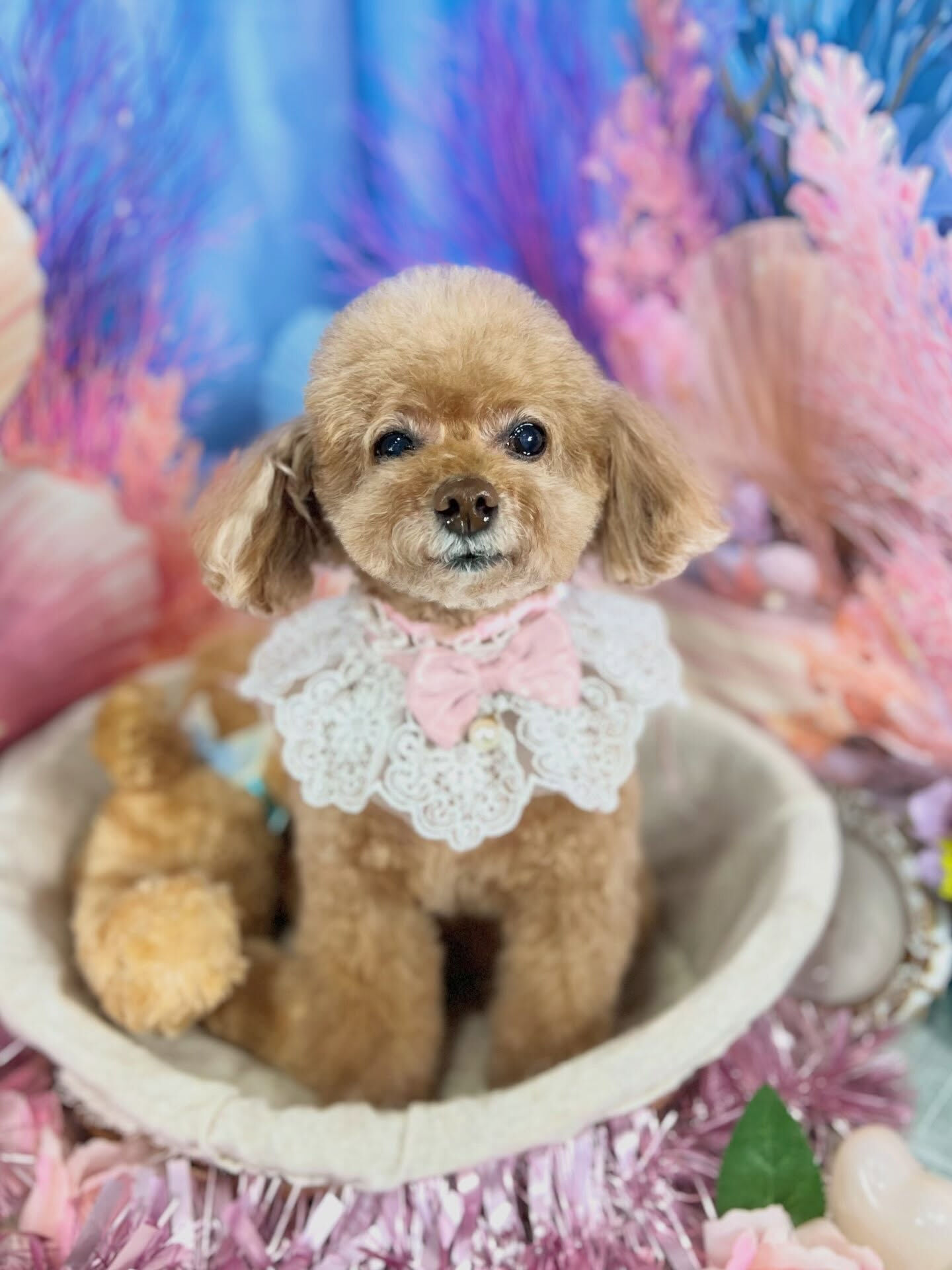 来店いただいた、トイプードルのちこちゃんです🐶✨