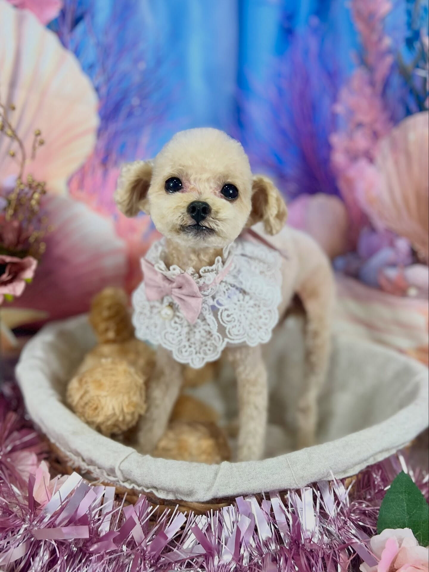 来店いただいた、トイプードルのモナくんです🐶✨