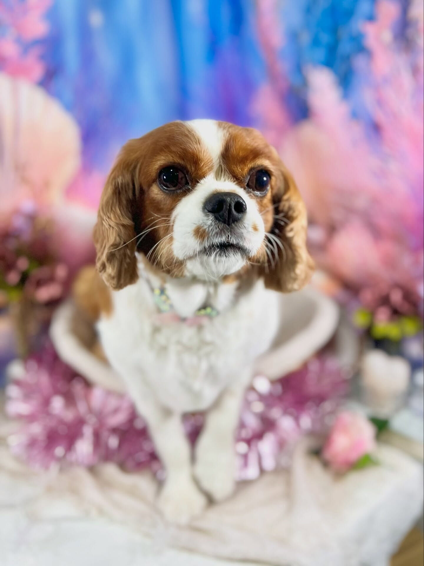 来店いただいた、キャバリアのおもちちゃんです🐶✨