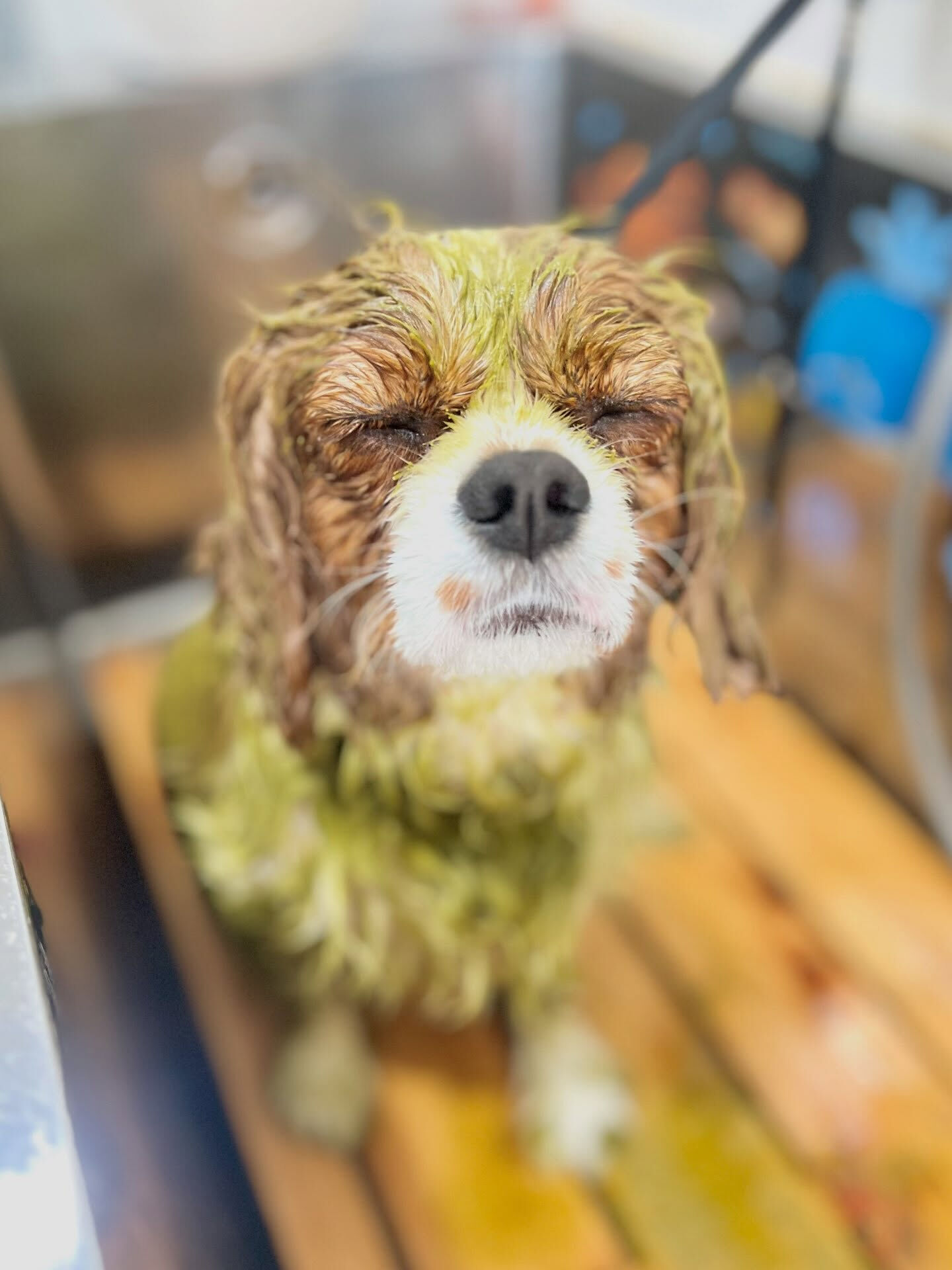 来店いただいた、キャバリアのおもちちゃんです🐶✨