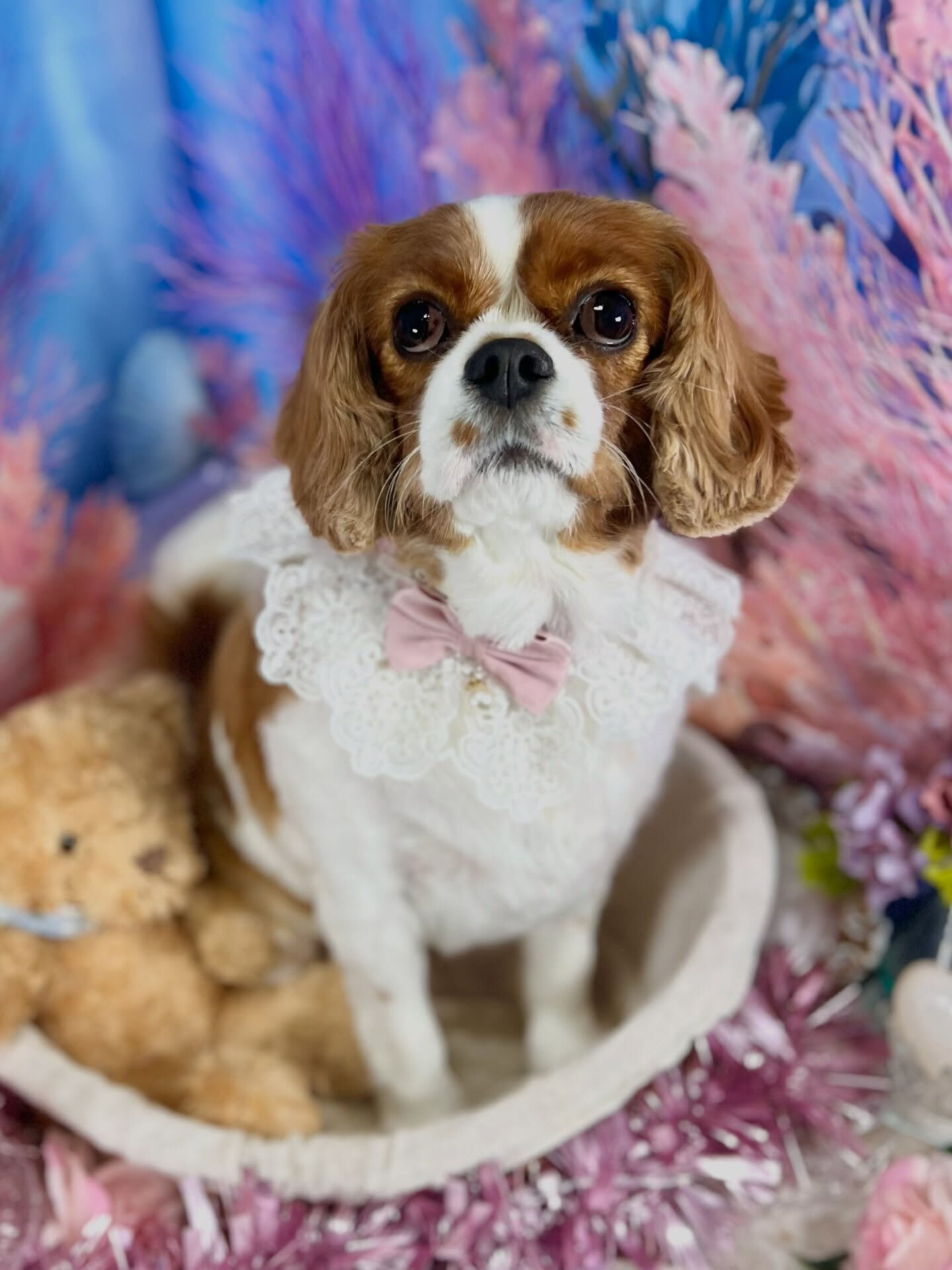 来店いただいた、キャバリアのおもちちゃんです🐶✨