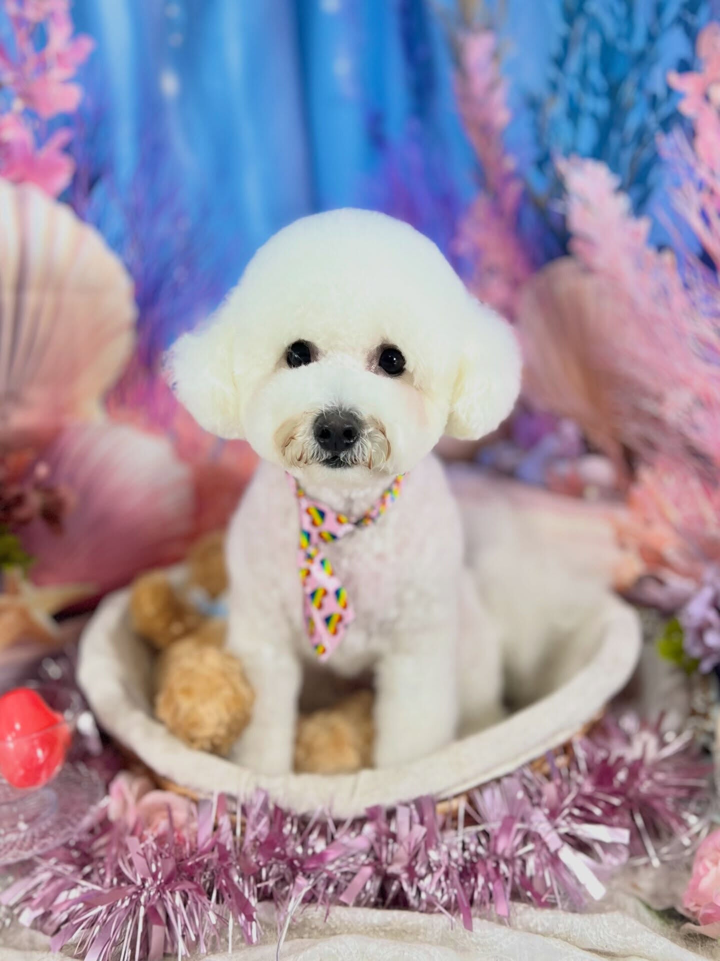 来店いただいた、ビションのブランくんです🐶✨