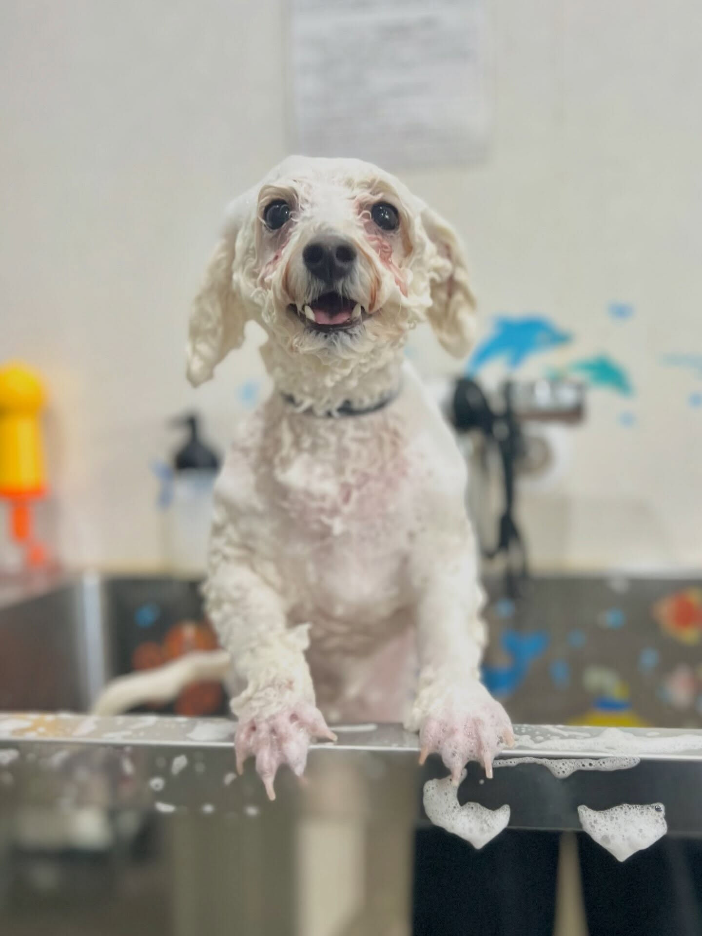 来店いただいた、ビションのブランくんです🐶✨