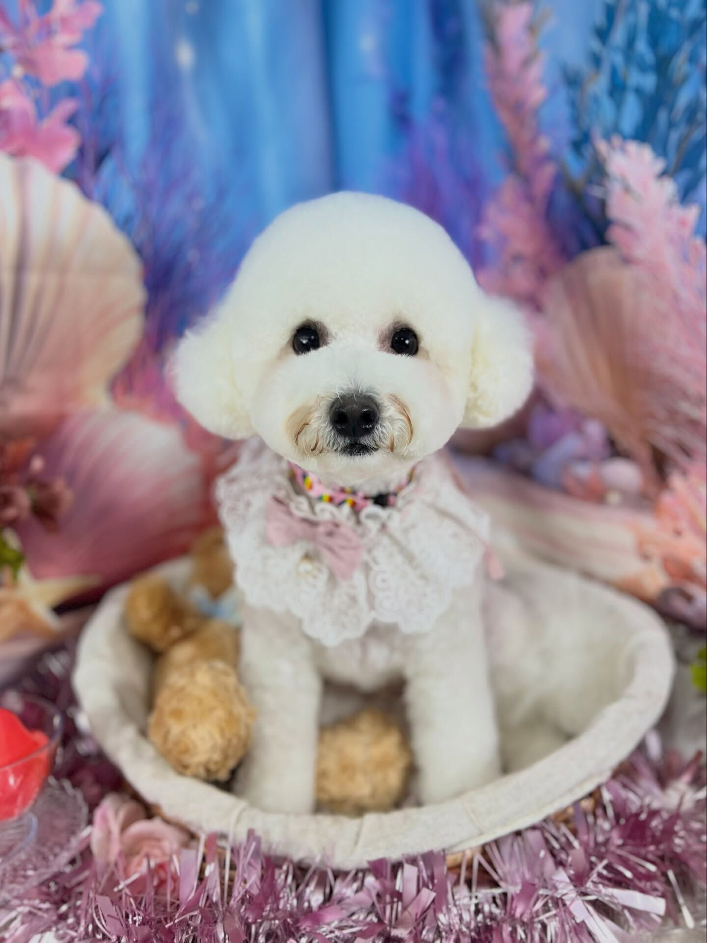 来店いただいた、ビションのブランくんです🐶✨