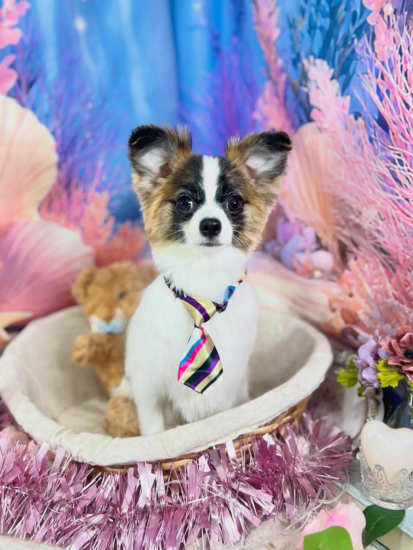 来店いただいた、パピチワの小太郎くんです🐶✨