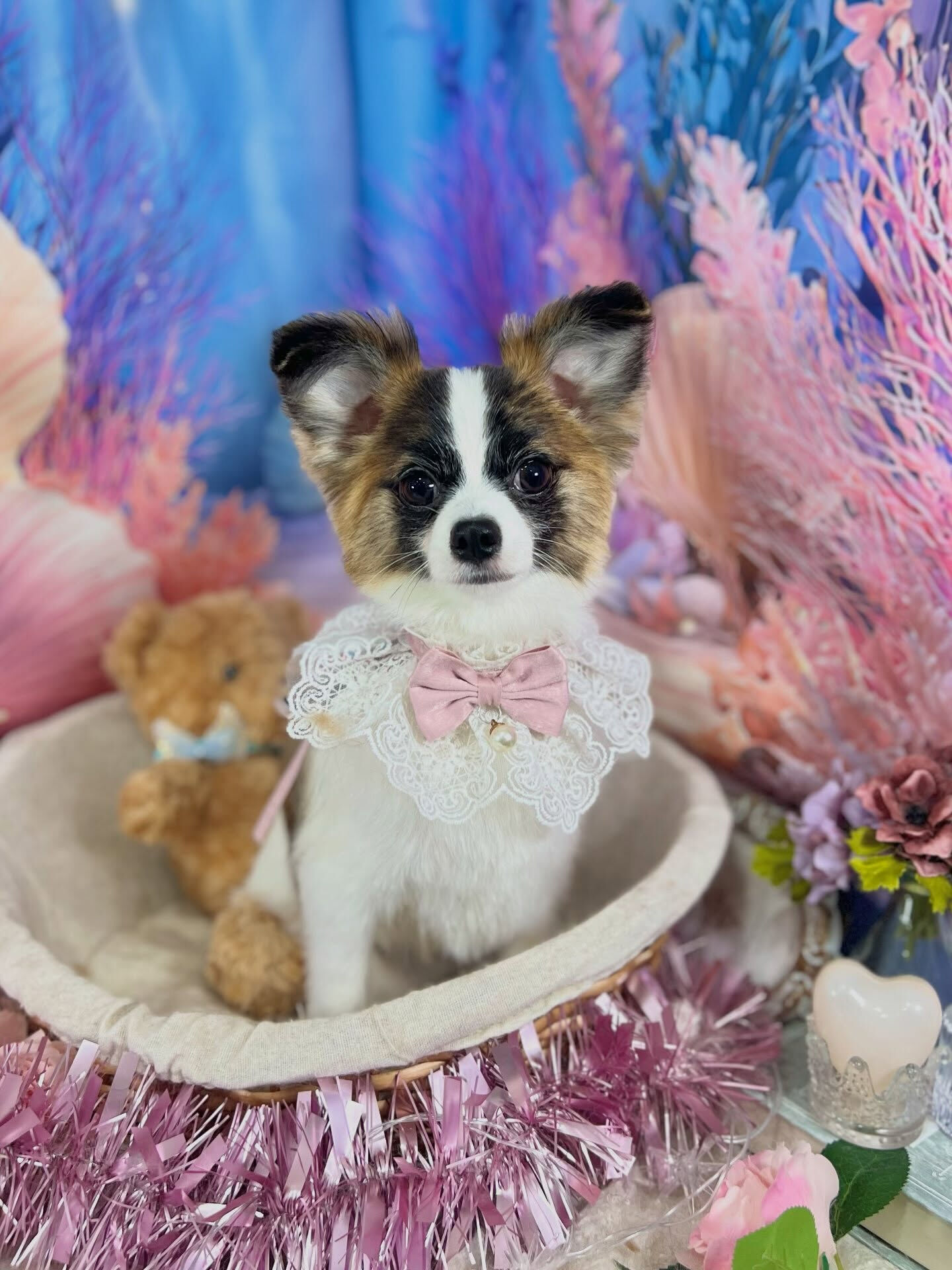 来店いただいた、パピチワの小太郎くんです🐶✨