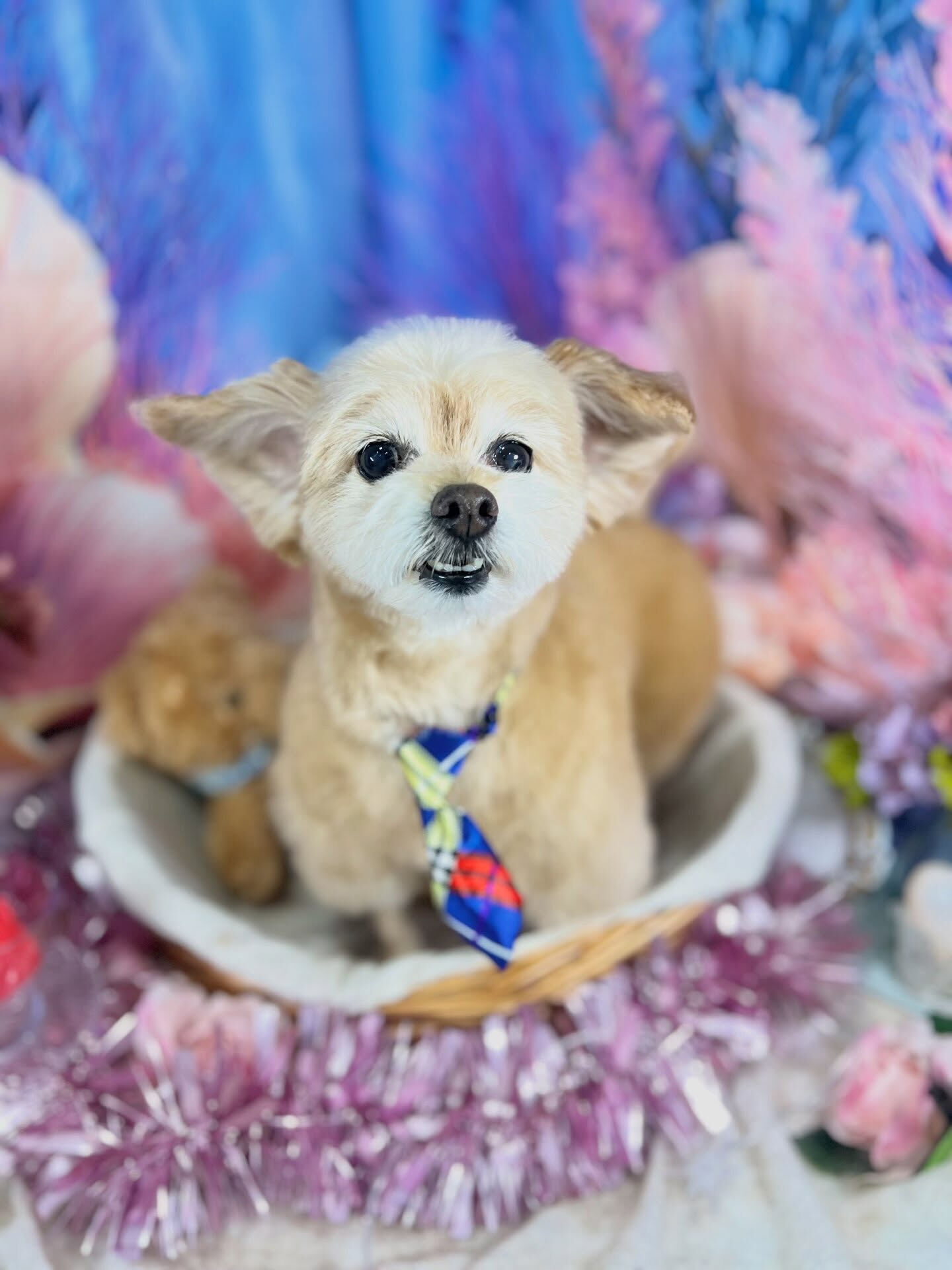 来店いただいた、チワプーのそらくんです🐶✨