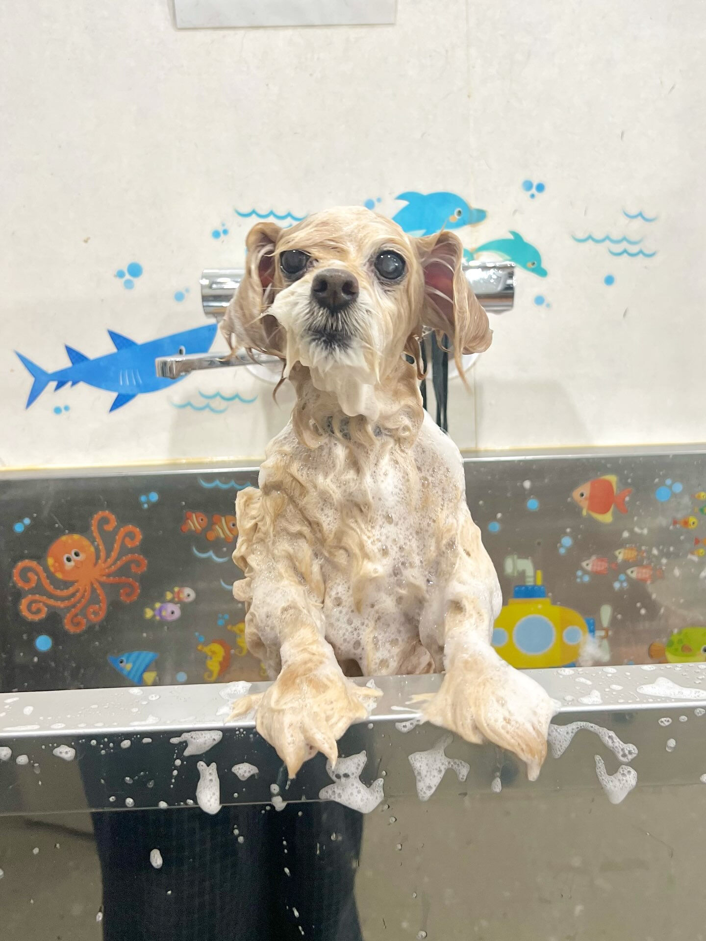 来店いただいた、チワプーのそらくんです🐶✨