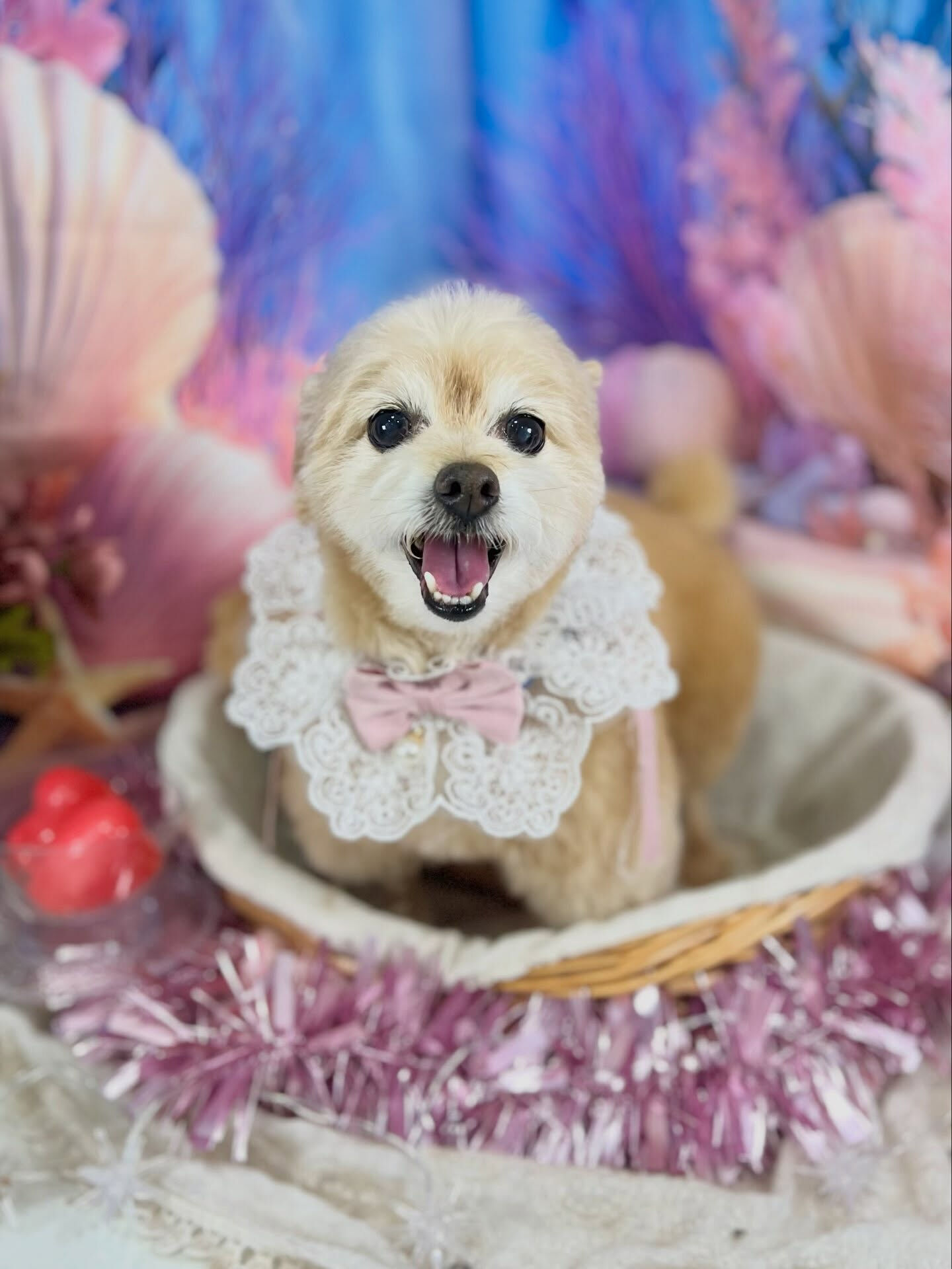 来店いただいた、チワプーのそらくんです🐶✨