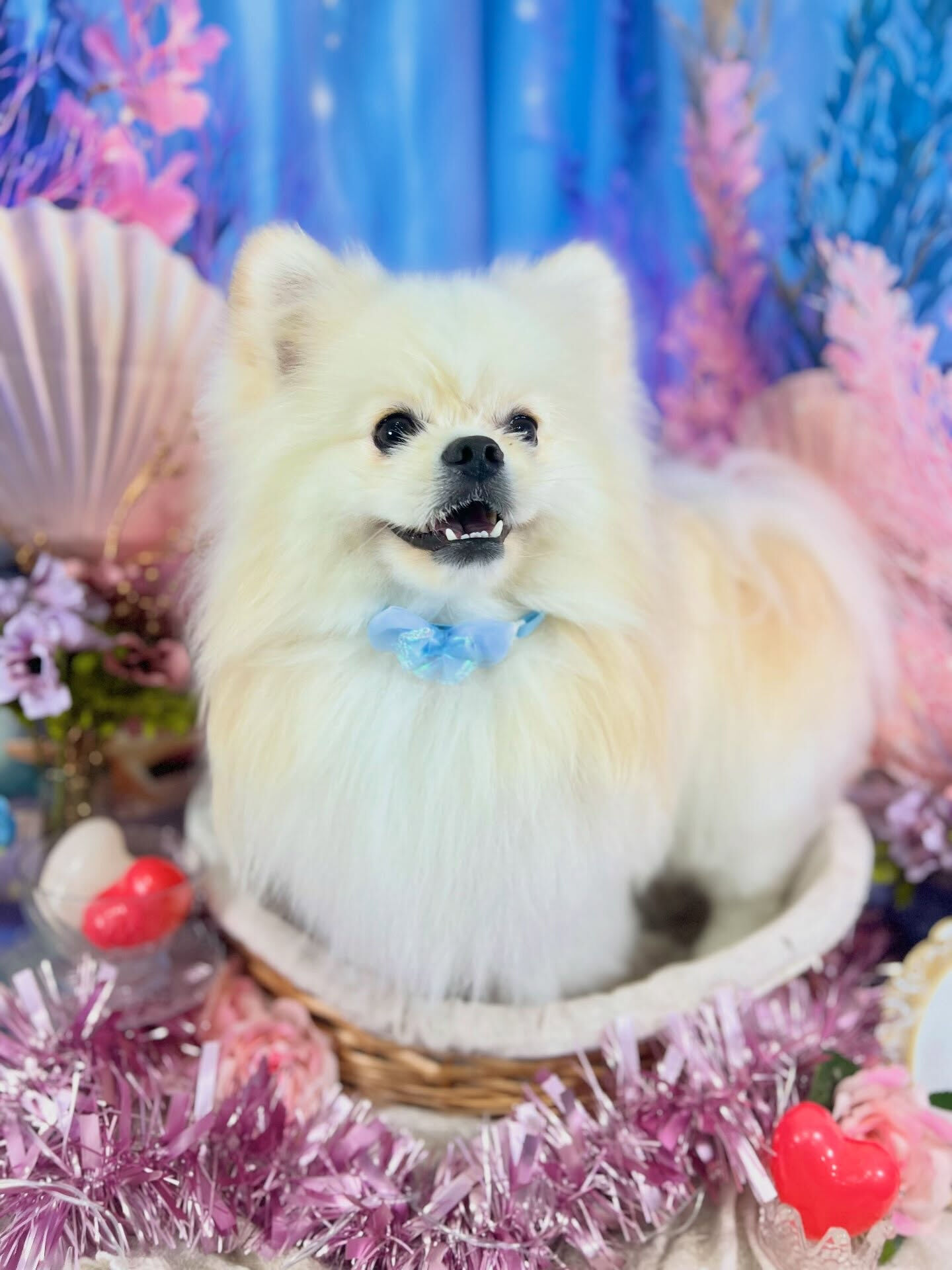 来店いただいた、ポメペキのまるくんです🐶✨
