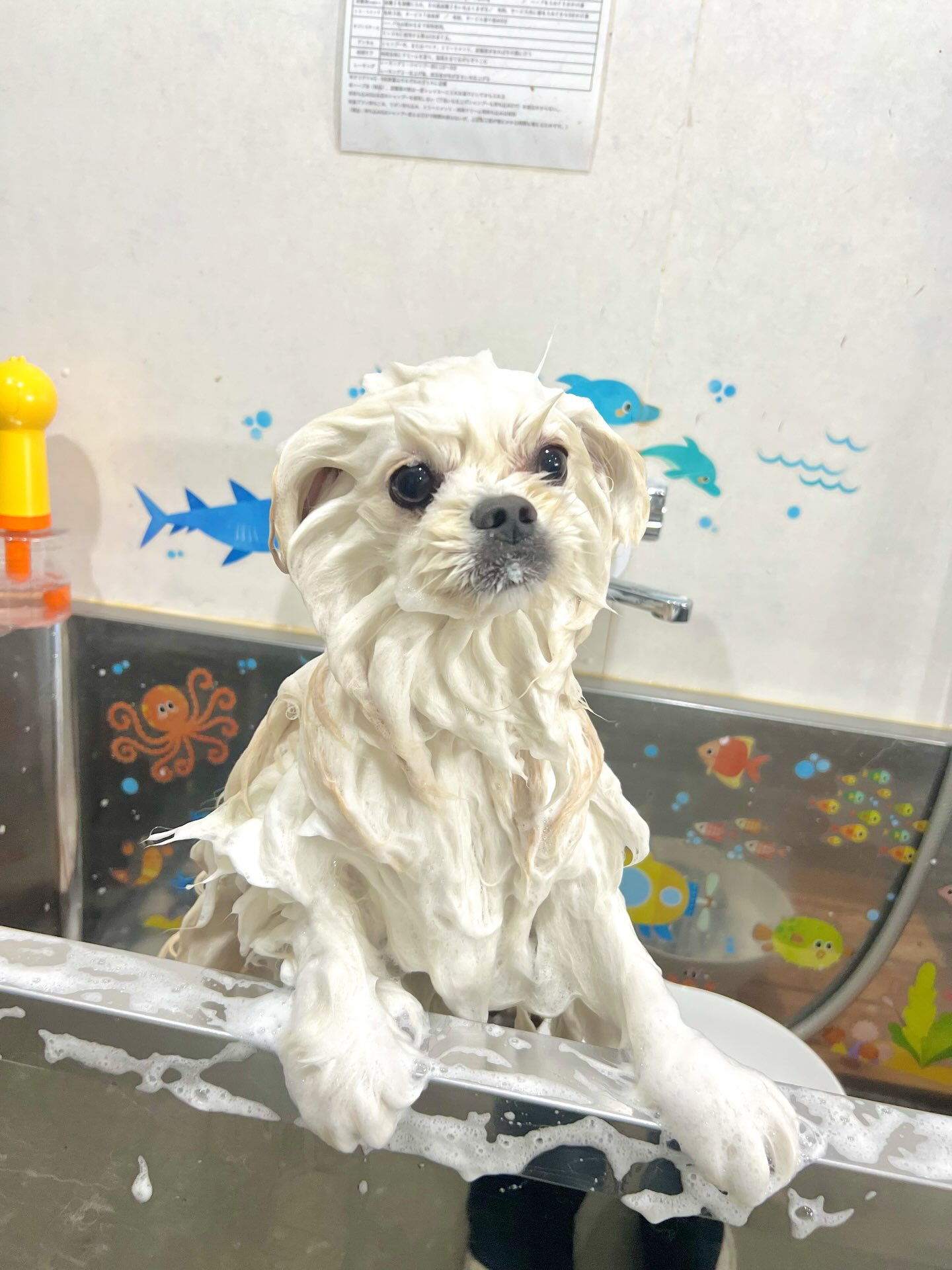 来店いただいた、ポメペキのまるくんです🐶✨
