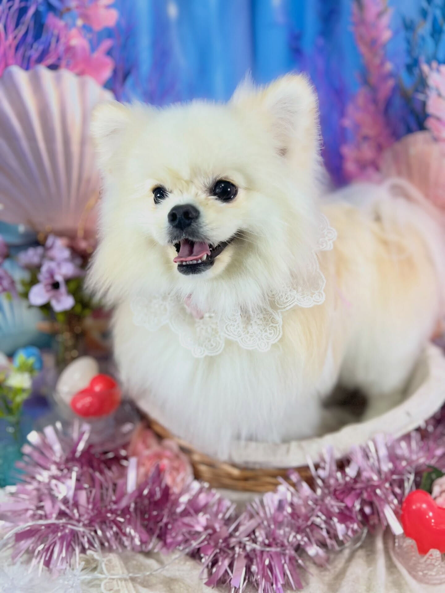 来店いただいた、ポメペキのまるくんです🐶✨