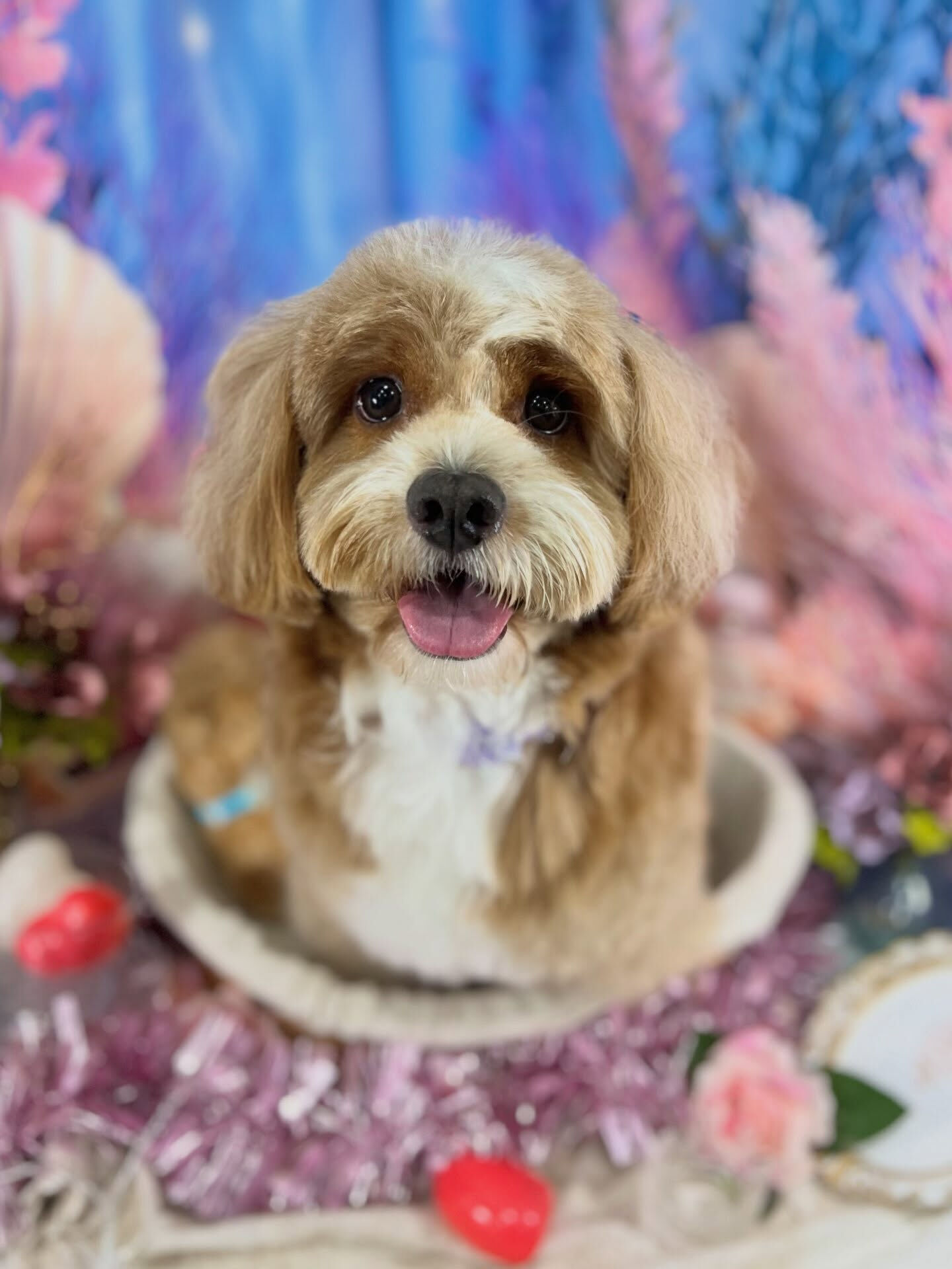来店いただいた、ペキプーのもこたくんです🐶✨