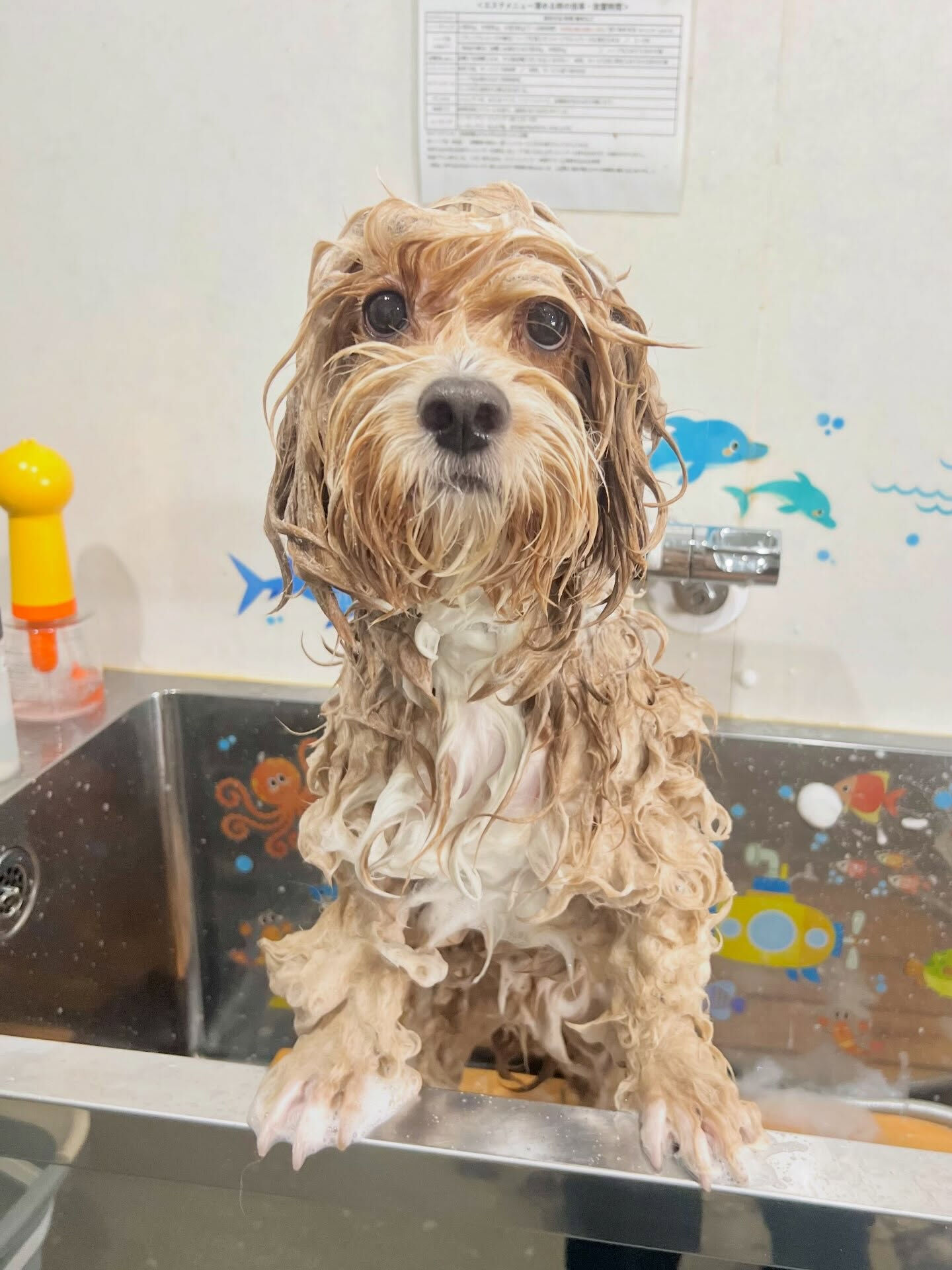 来店いただいた、ペキプーのもこたくんです🐶✨