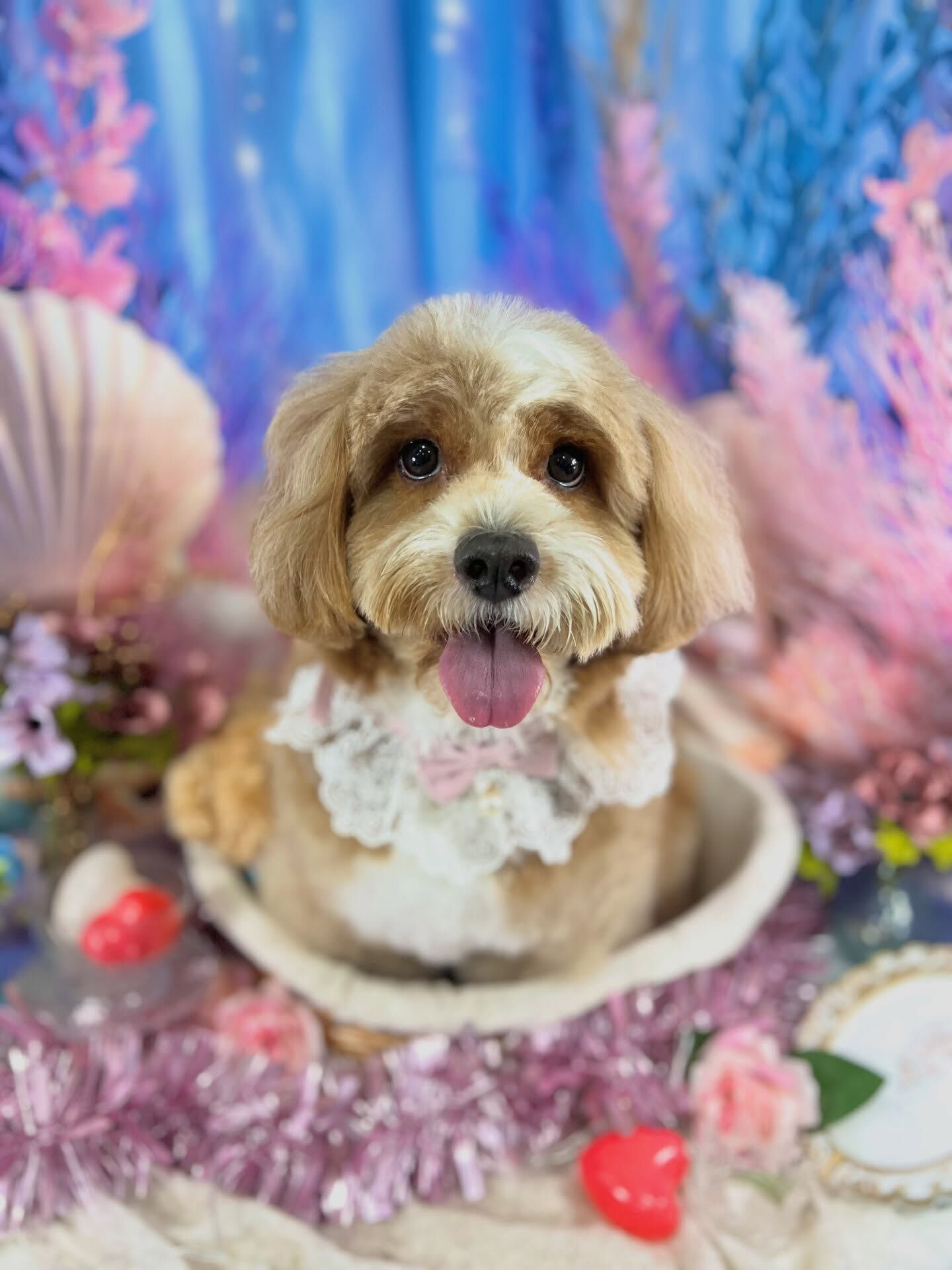 来店いただいた、ペキプーのもこたくんです🐶✨