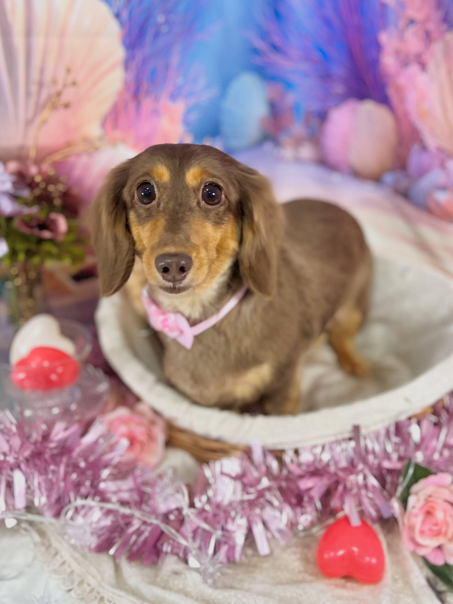 来店いただいた、ダックスのかのんちゃんです🐶✨