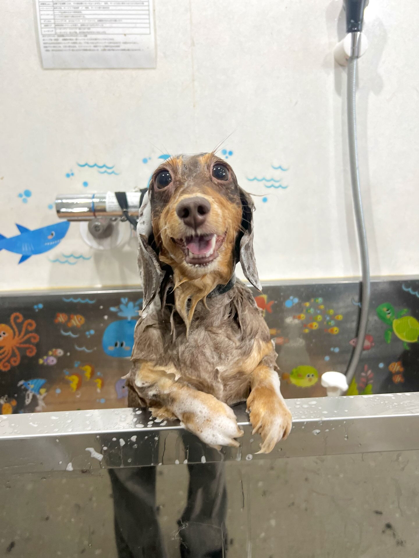 来店いただいた、ダックスのかのんちゃんです🐶✨