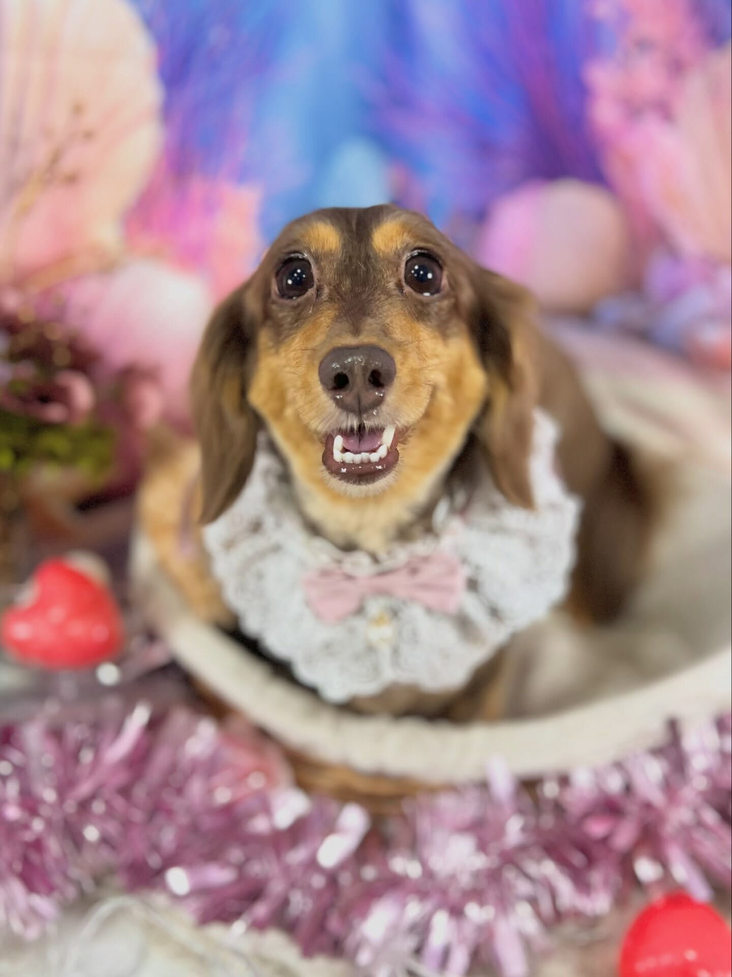 来店いただいた、ダックスのかのんちゃんです🐶✨