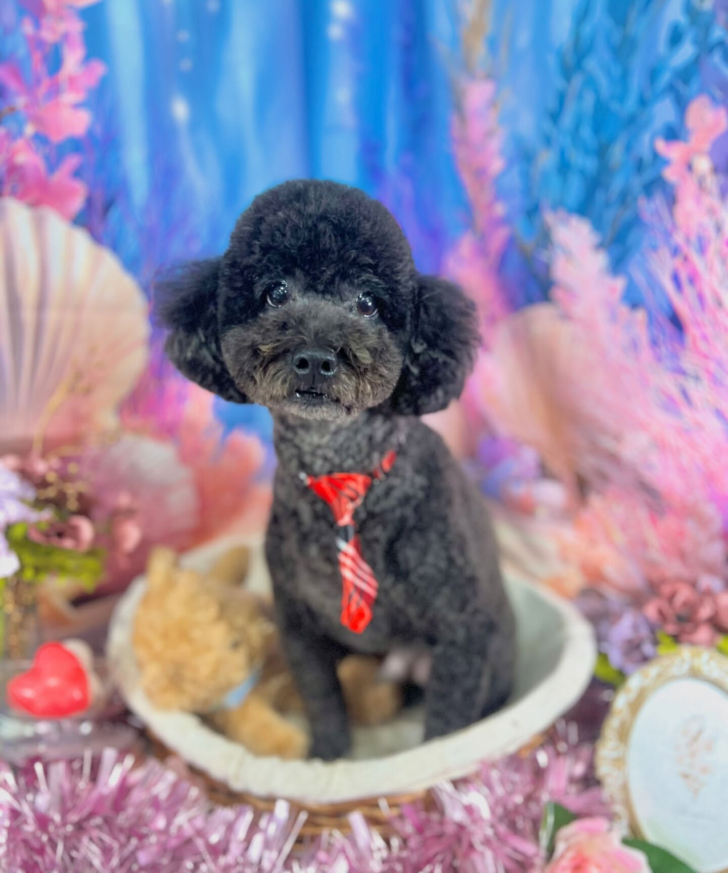 来店いただいた、トイプードルのレオくんです🐶✨