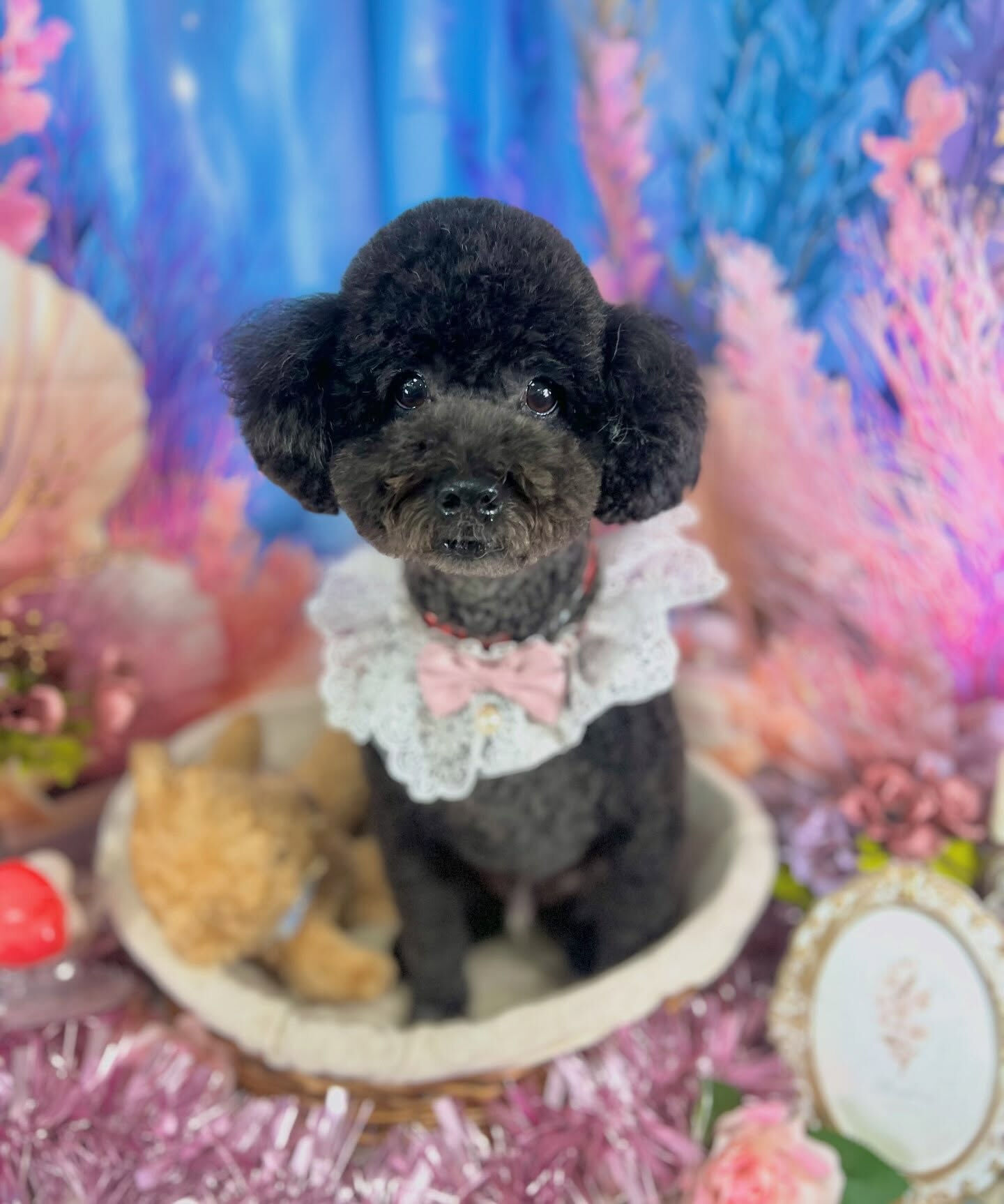 来店いただいた、トイプードルのレオくんです🐶✨