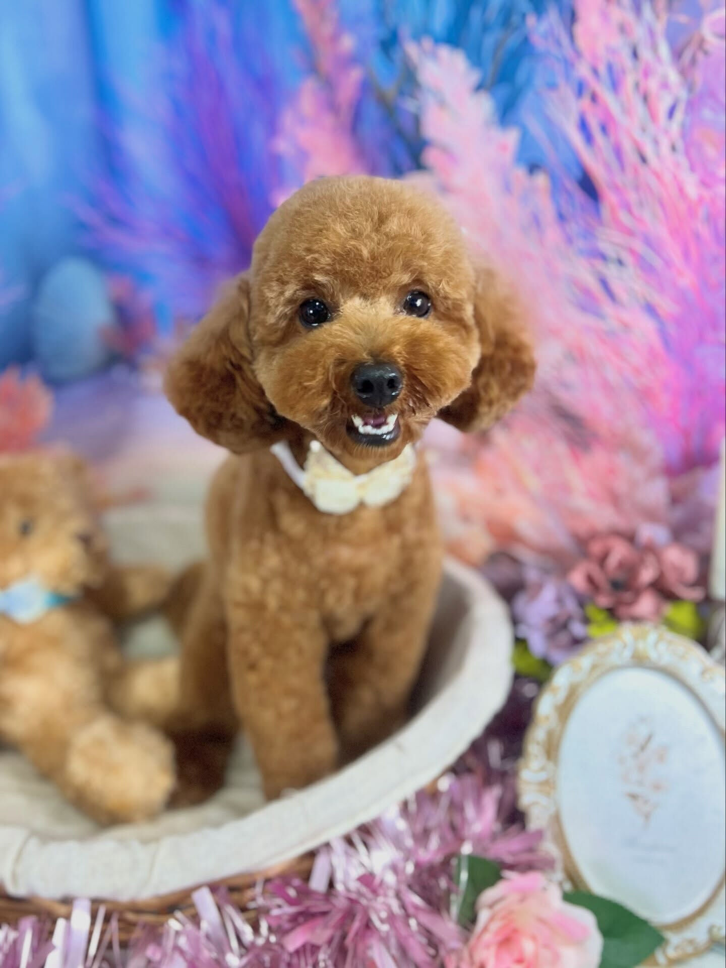 来店いただいた、トイプードルのラテちゃんです🐶✨