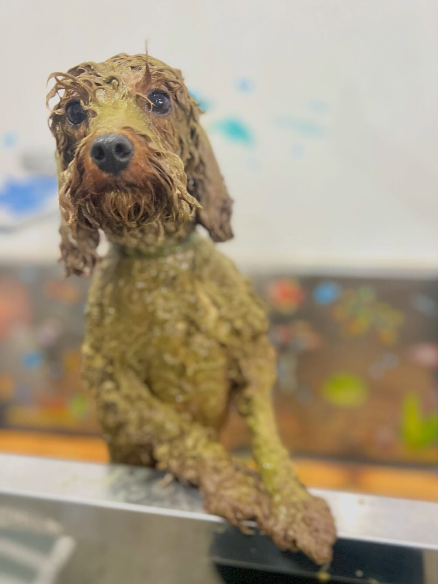 来店いただいた、トイプードルのラテちゃんです🐶✨