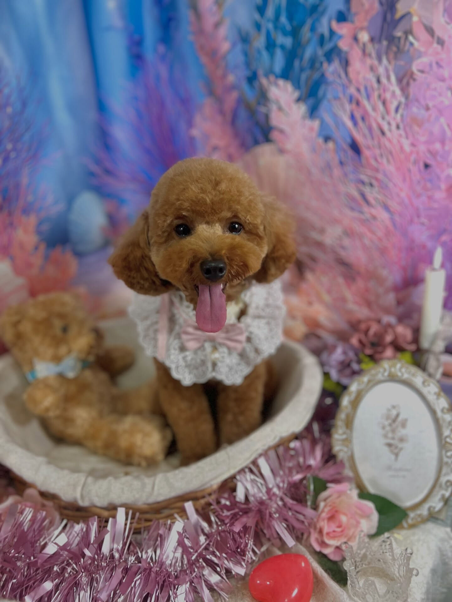 来店いただいた、トイプードルのラテちゃんです🐶✨