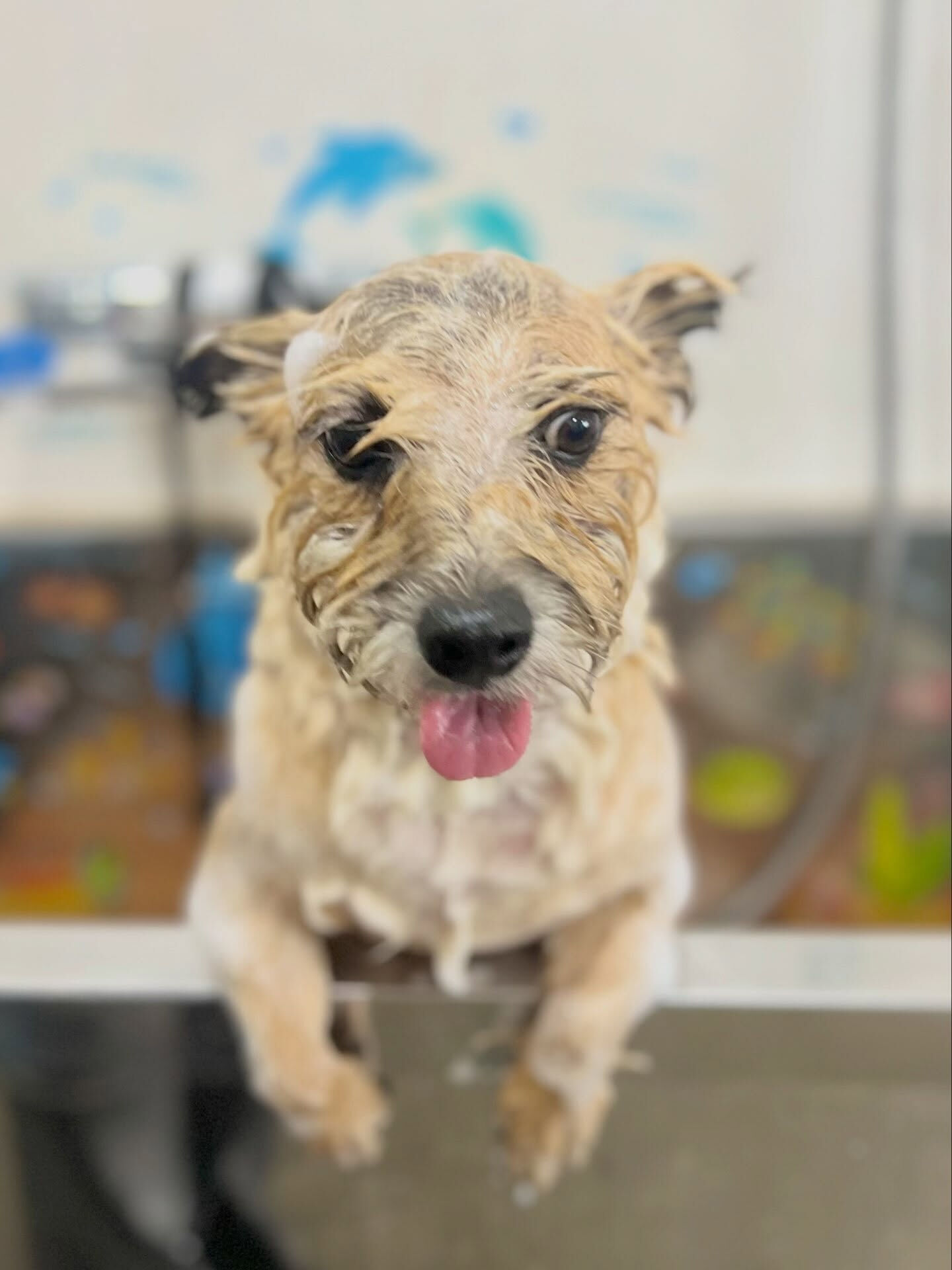 来店いただいた、ケアンテリアンのきなこくんです🐶✨