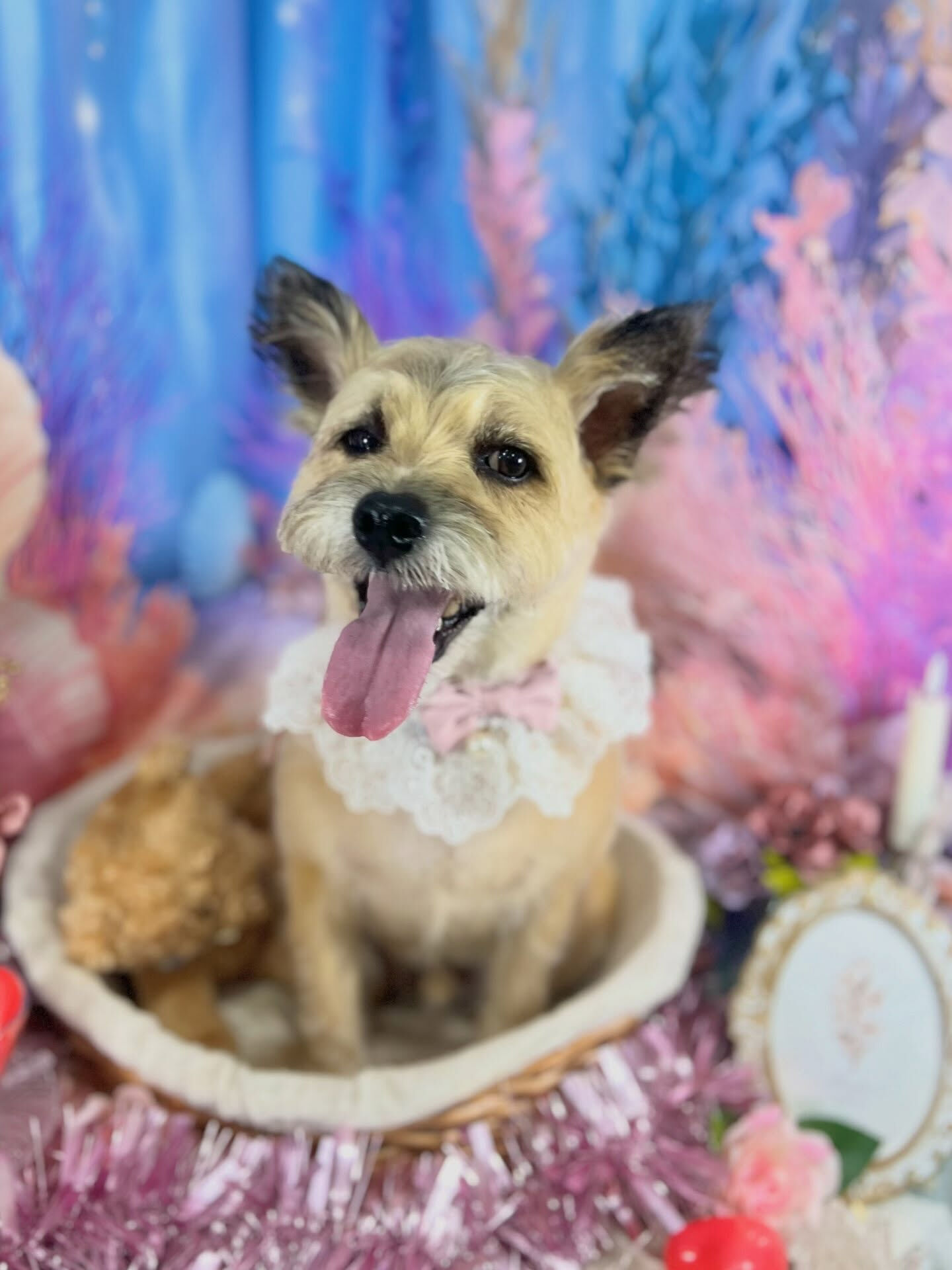 来店いただいた、ケアンテリアンのきなこくんです🐶✨