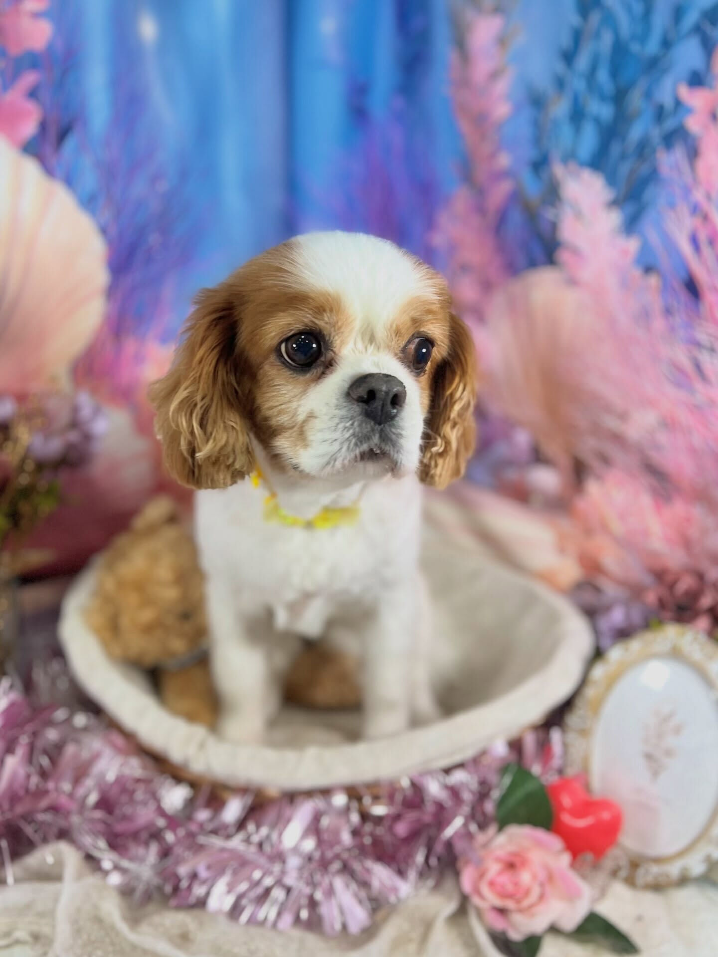 来店いただいた、キャバリアのおはなちゃんです🐶✨