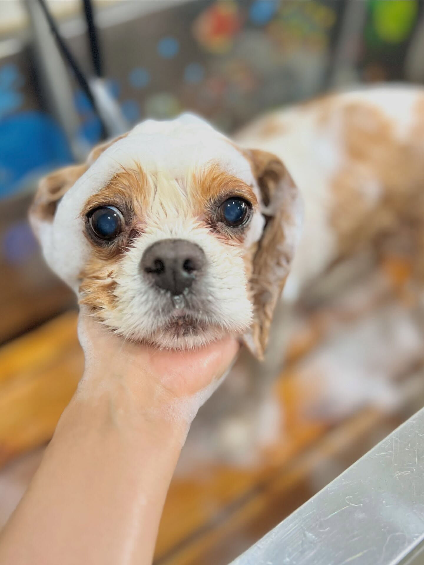 来店いただいた、キャバリアのおはなちゃんです🐶✨
