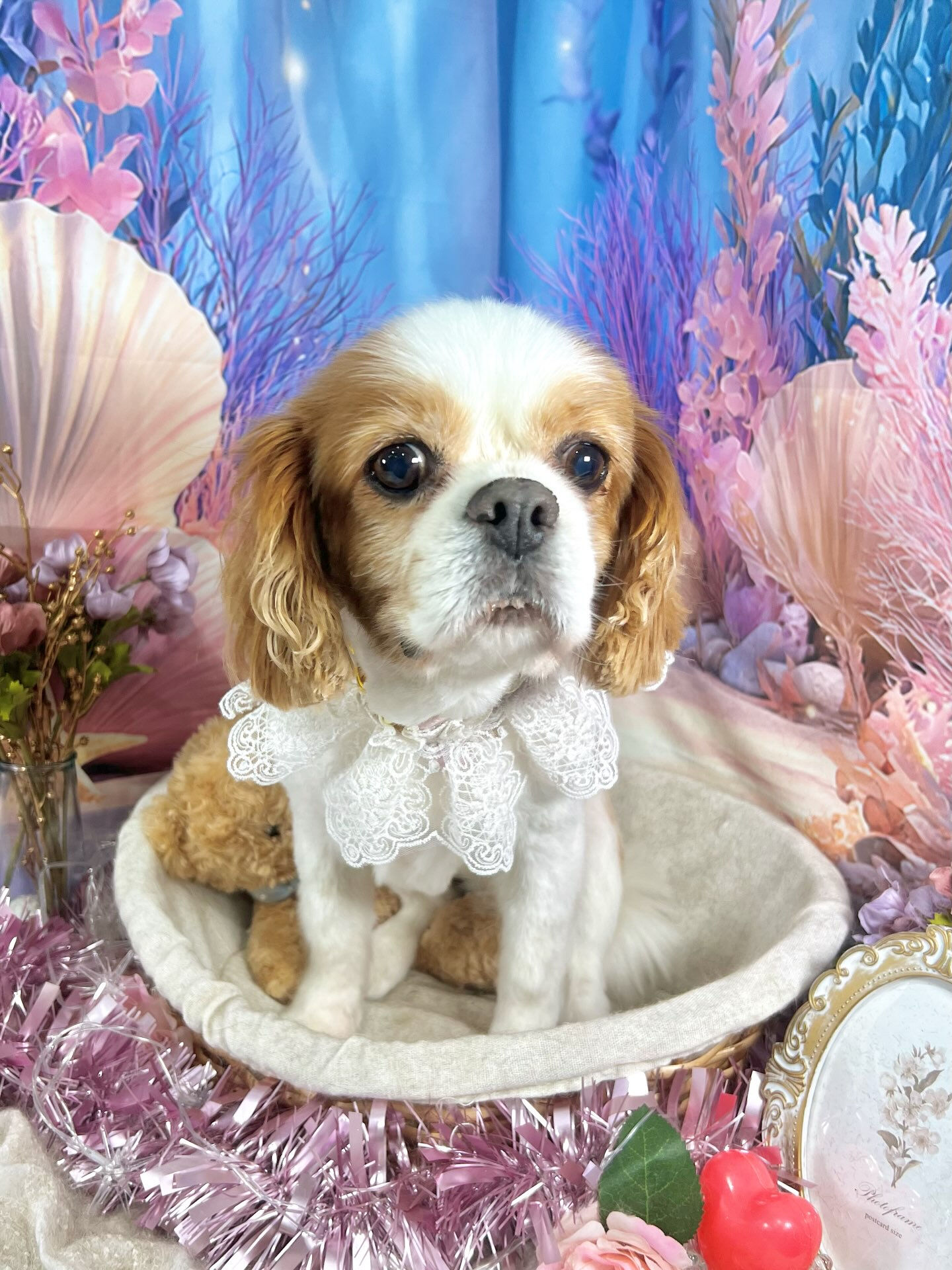 来店いただいた、キャバリアのおはなちゃんです🐶✨
