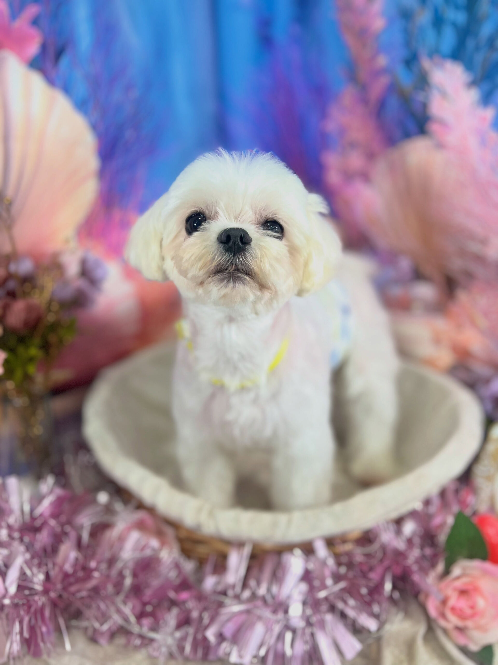 来店いただいた、マルチーズのむぎくんです🐶✨
