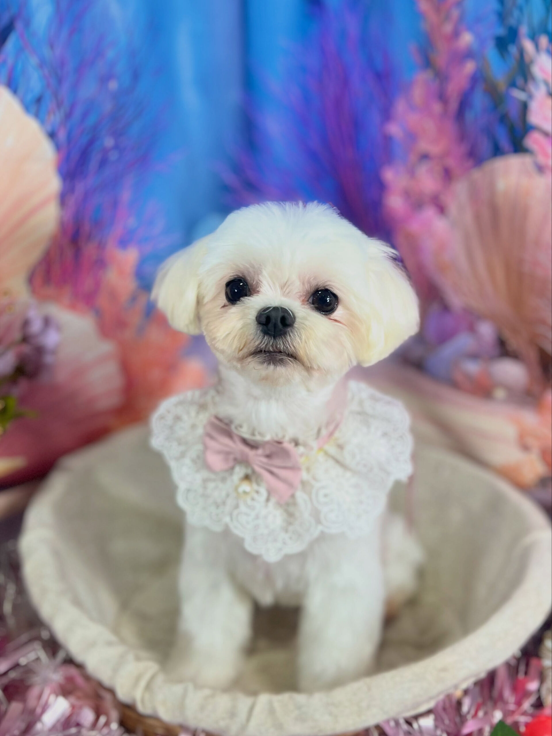 来店いただいた、マルチーズのむぎくんです🐶✨