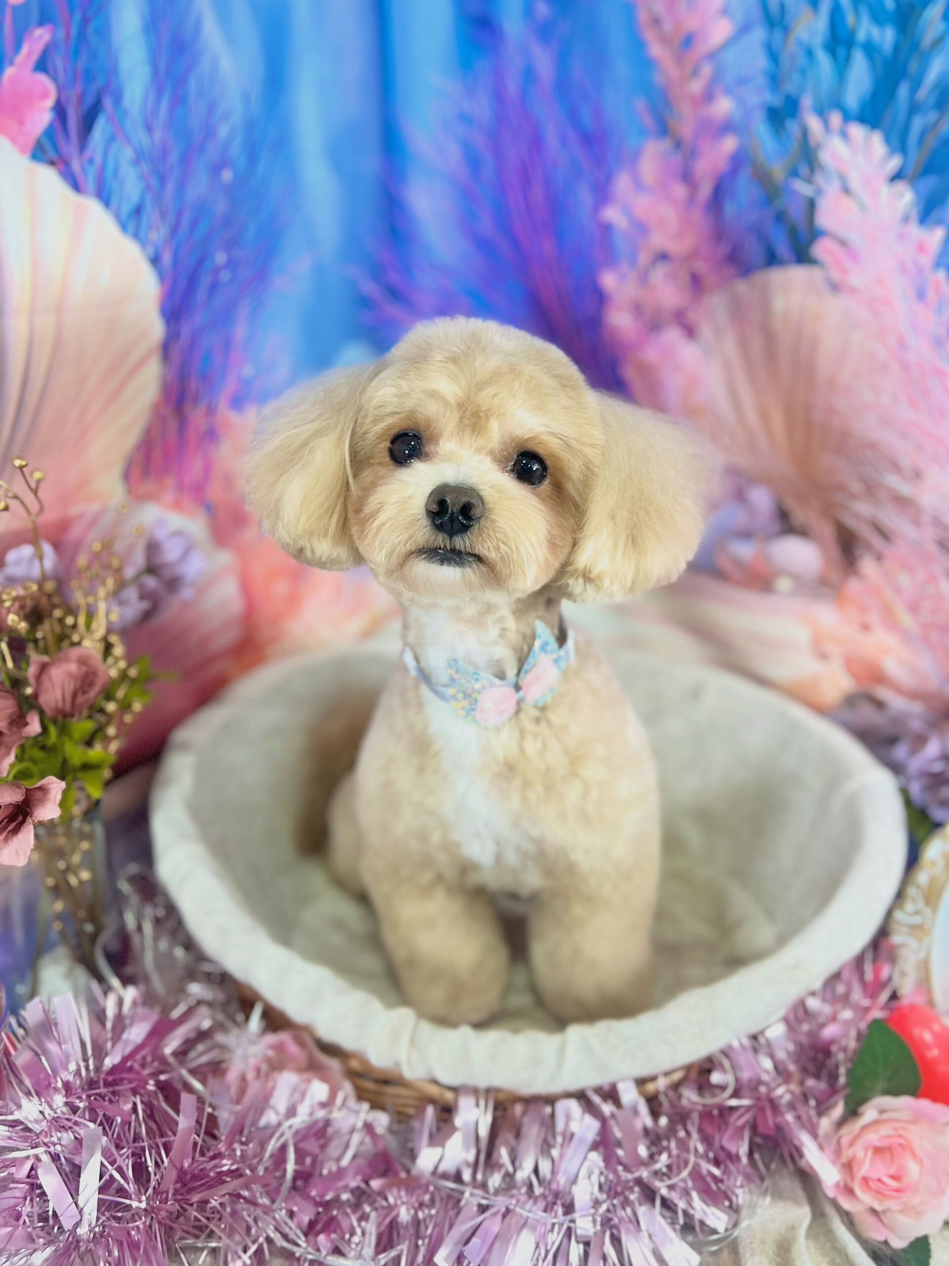 来店いただいた、マルプーのここくんです🐶✨