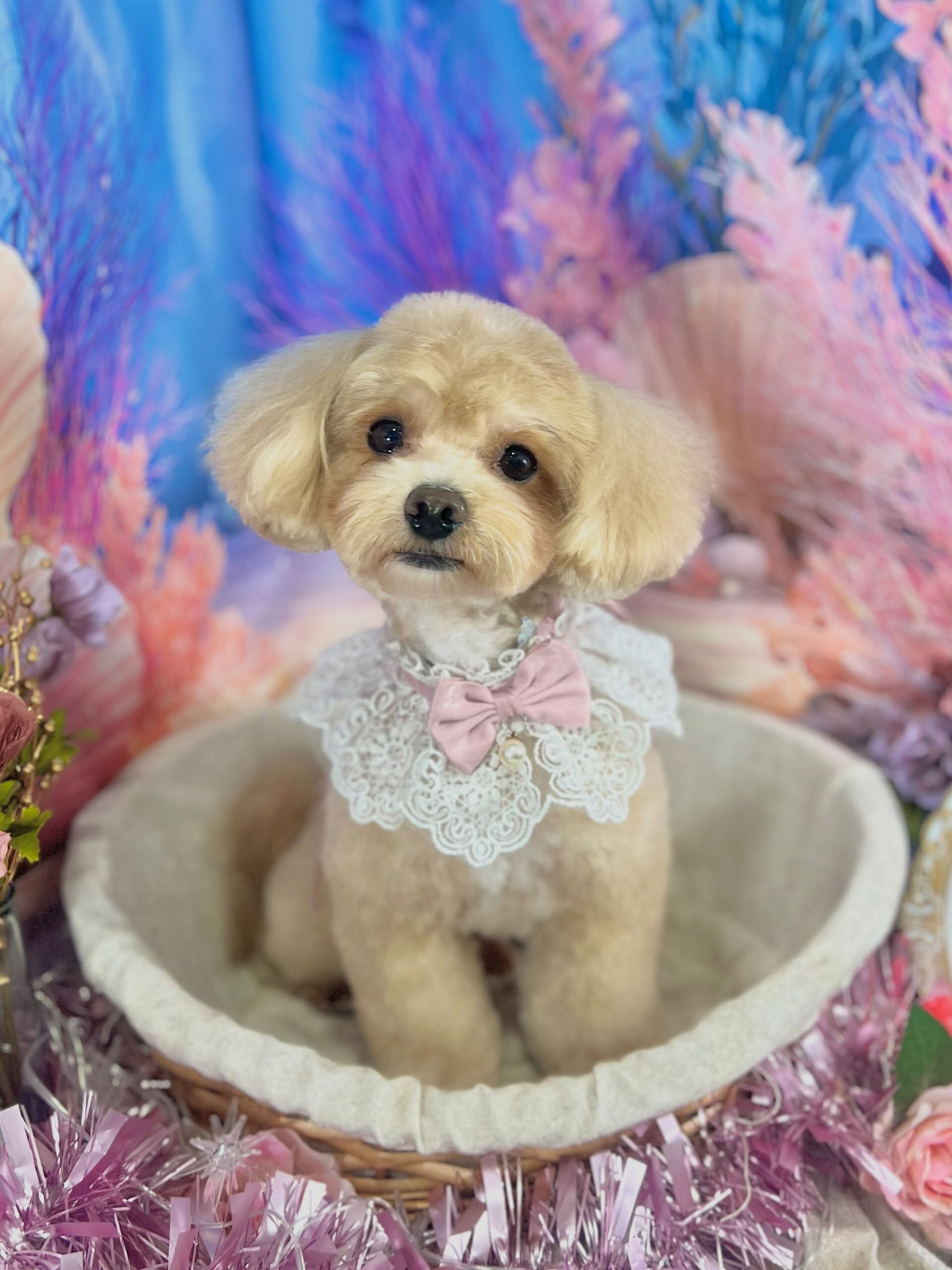 来店いただいた、マルプーのここくんです🐶✨