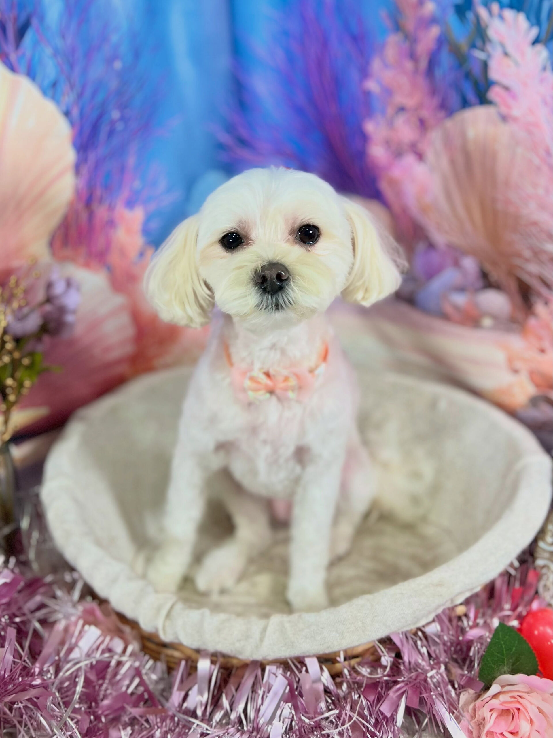 来店いただいた、マルプーの天ちゃんです🐶✨