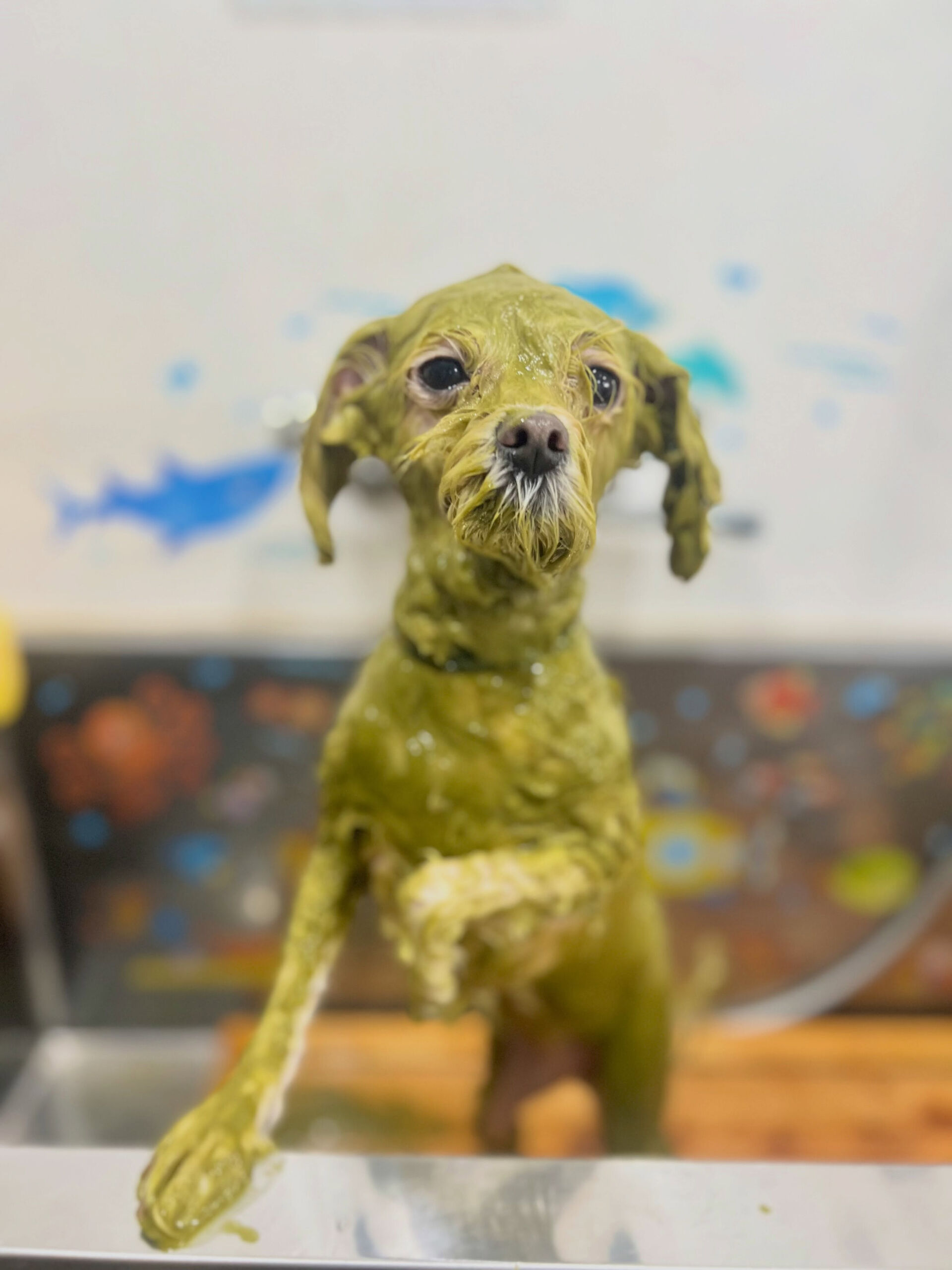 来店いただいた、マルプーの天ちゃんです🐶✨