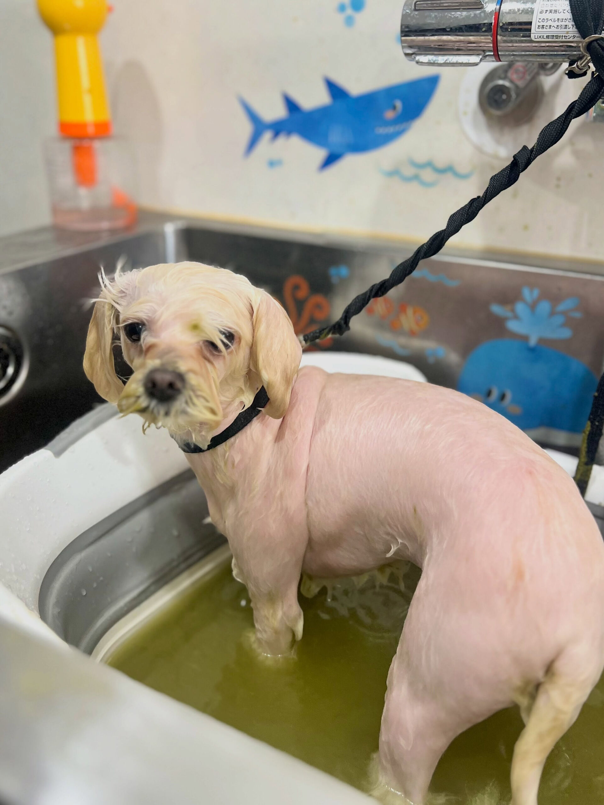 来店いただいた、マルプーの天ちゃんです🐶✨