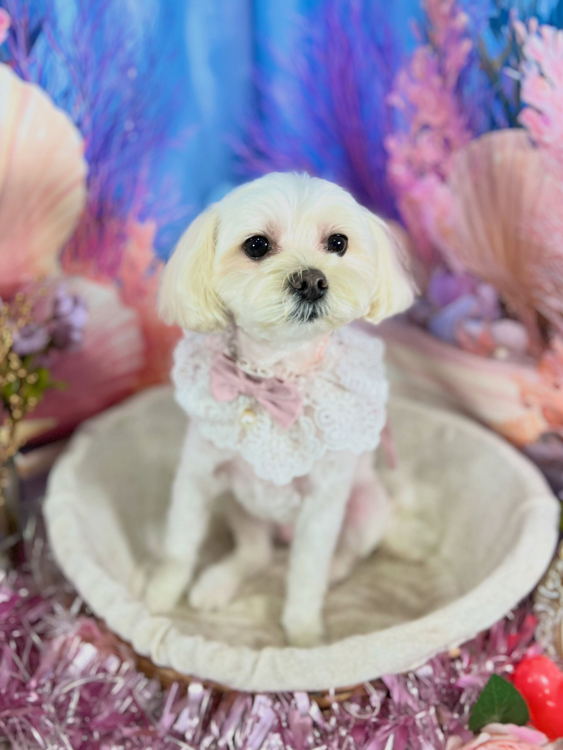 来店いただいた、マルプーの天ちゃんです🐶✨