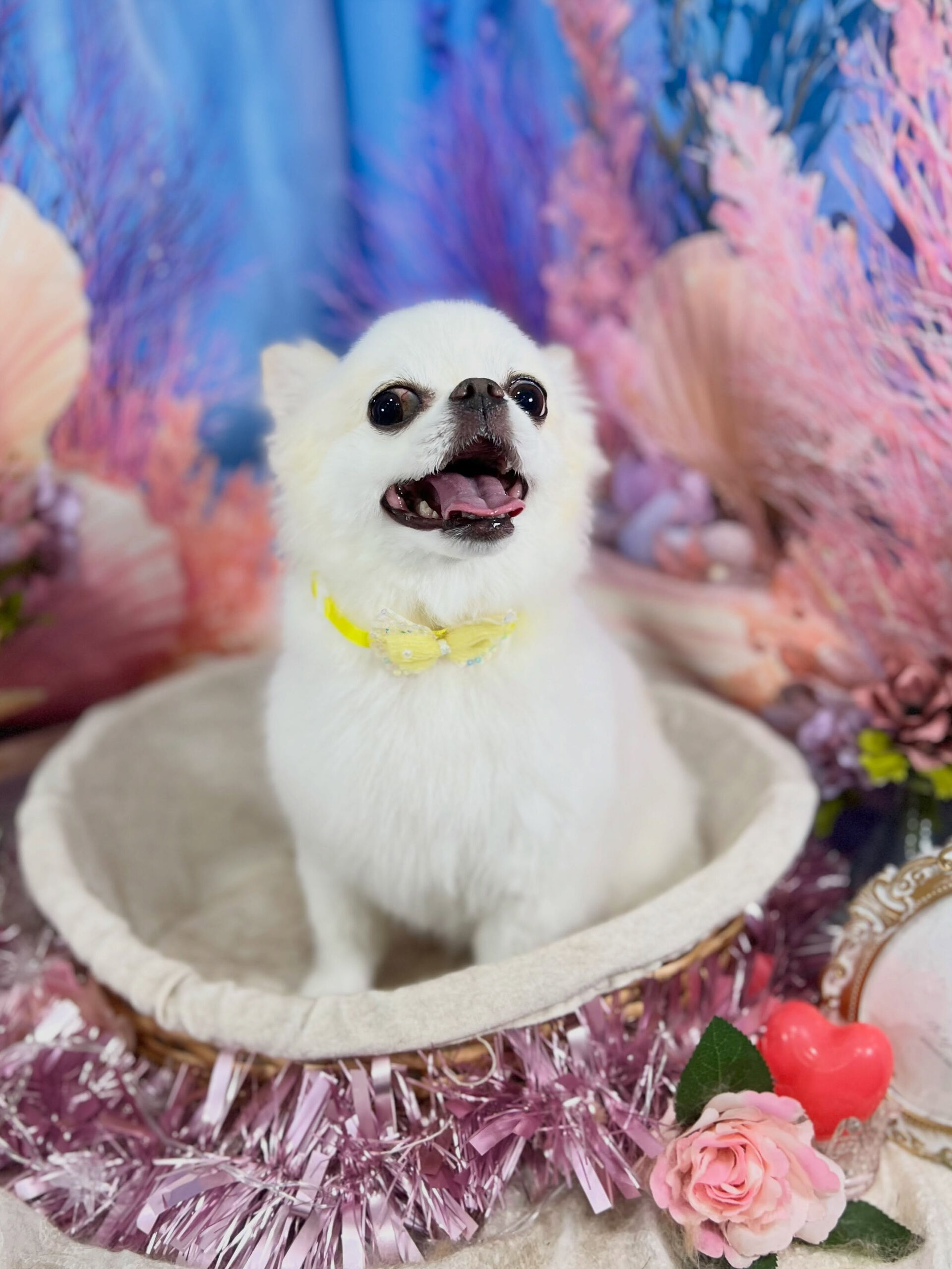 来店いただいた、チワワのらてくんです🐶✨